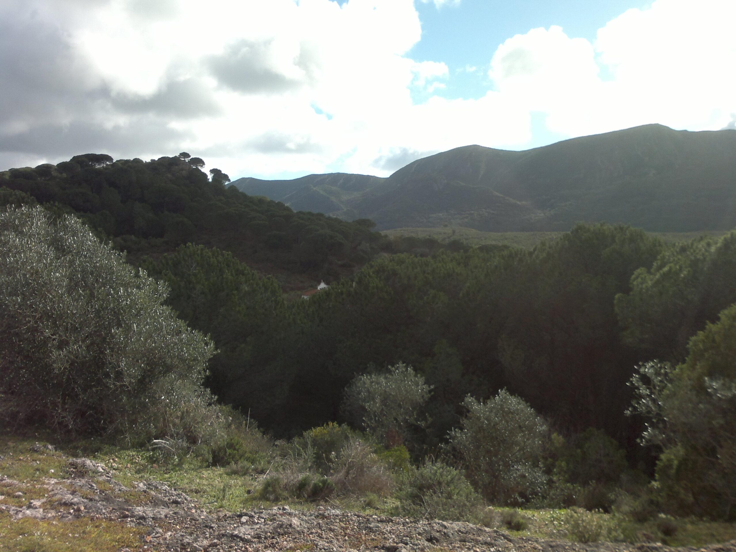 A scenic landscape featuring rolling hills covered with trees, primarily pines, under a partly cloudy sky. In the foreground, there are various green shrubs, and the background displays a mountain range with a mix of light and shadow. The overall atmosphere conveys a sense of tranquility in nature. Arrabida mountain bike trail.