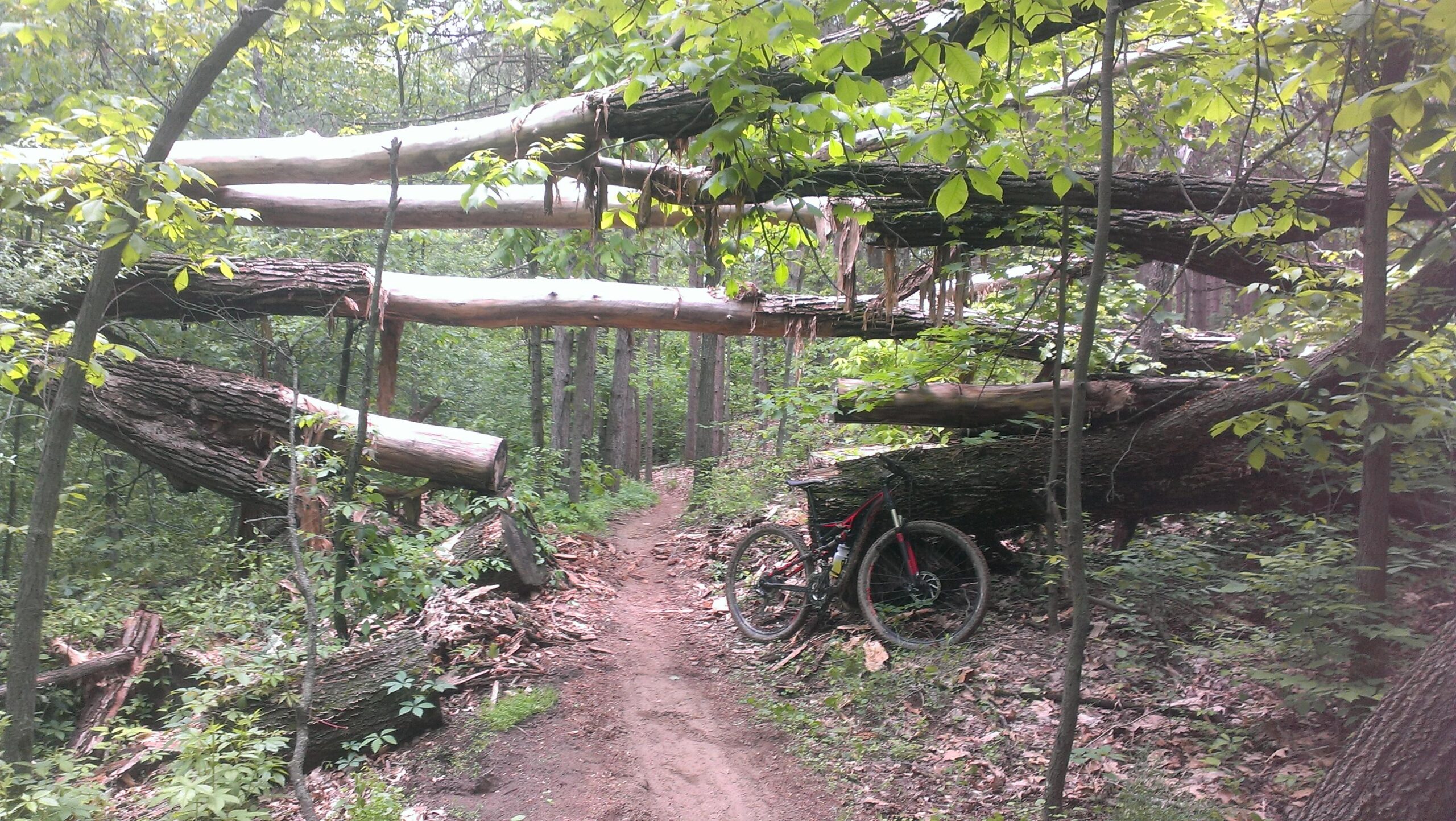 A narrow dirt trail winding through a dense forest, with large fallen trees creating an arch overhead. A mountain bike is parked on the side of the path, surrounded by green foliage and scattered leaves. Cannonsburg State Game Area mountain bike trail.
