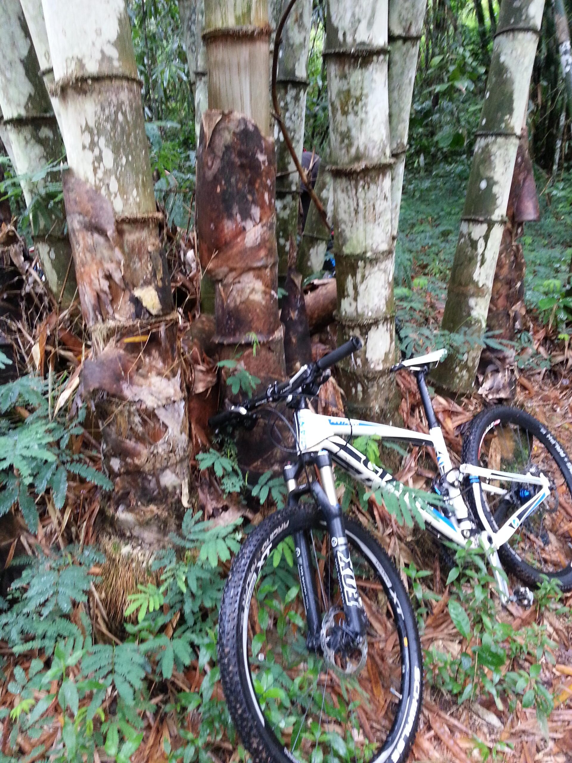 Giant Anthem Advanced: A mountain bike resting against a cluster of bamboo trees in a lush forest setting, surrounded by green foliage and fallen leaves.
