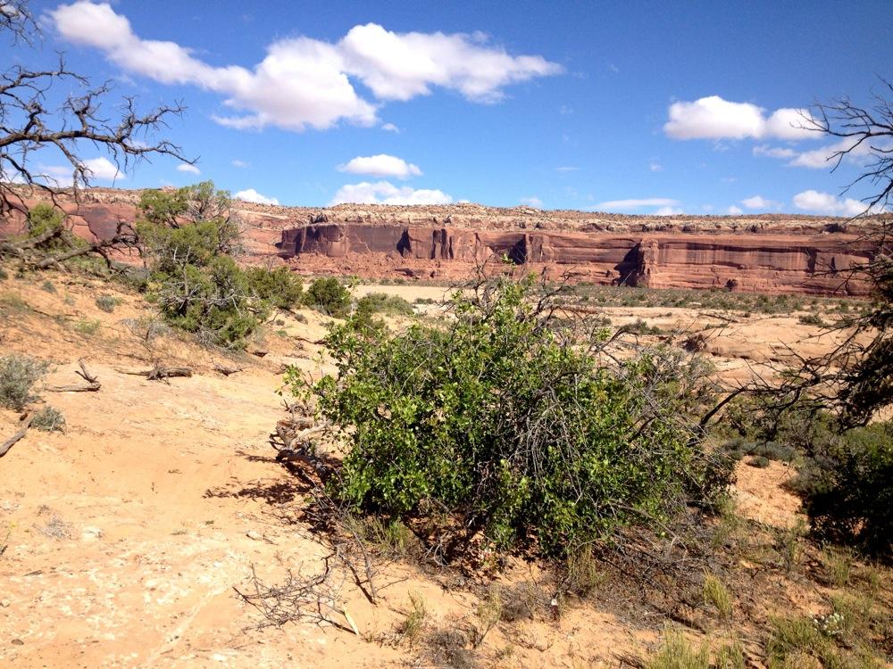 A desert landscape featuring reddish cliffs in the background, scattered shrubs and small trees in the foreground, and a clear blue sky with fluffy white clouds. Ramblin' mountain bike trail.