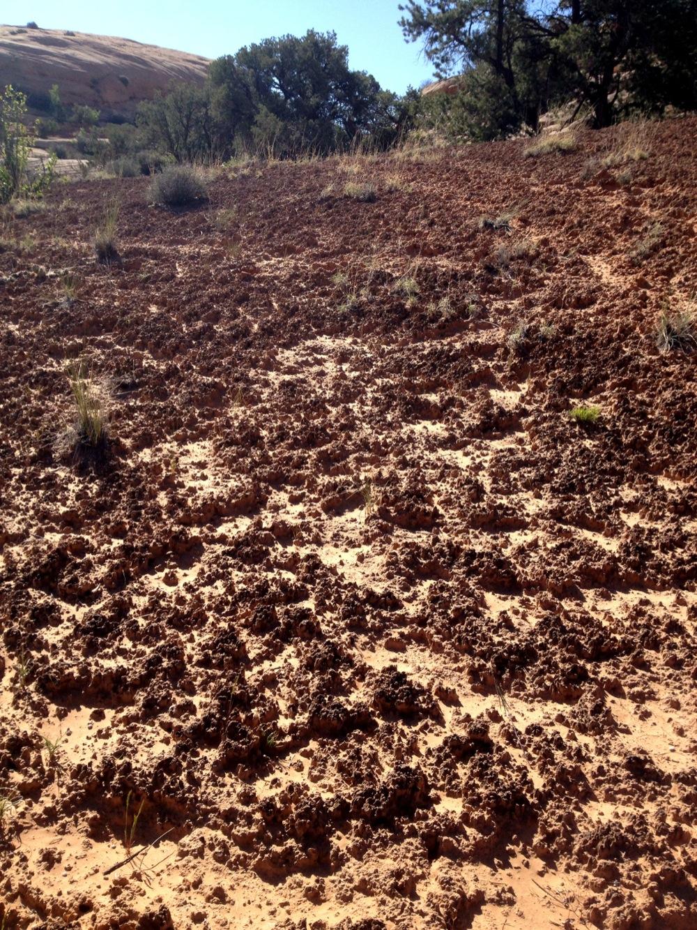 A rocky, uneven landscape covered with reddish-brown soil, small patches of grass, and scattered vegetation under a clear blue sky. The background features gentle hills and a sparse tree line. Ramblin' mountain bike trail.