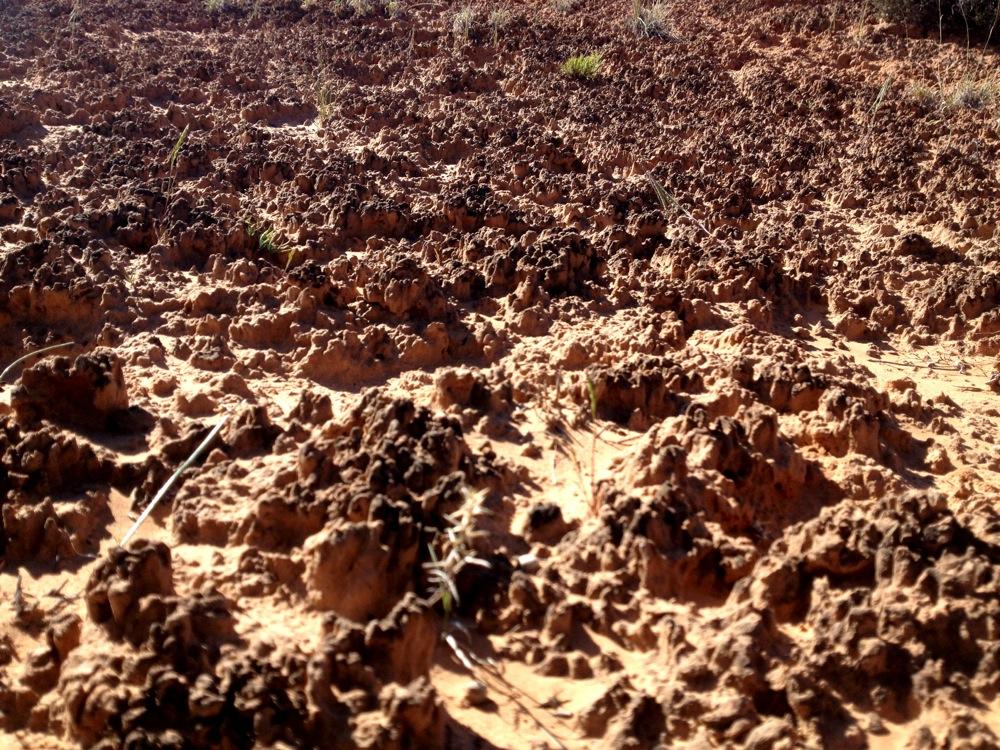 A close-up view of rugged, uneven terrain featuring dry, cracked earth with small mounds and patches of grass. The surface is predominantly sandy with a rough texture, illustrating the natural erosion and formation of the landscape. Ramblin' mountain bike trail.