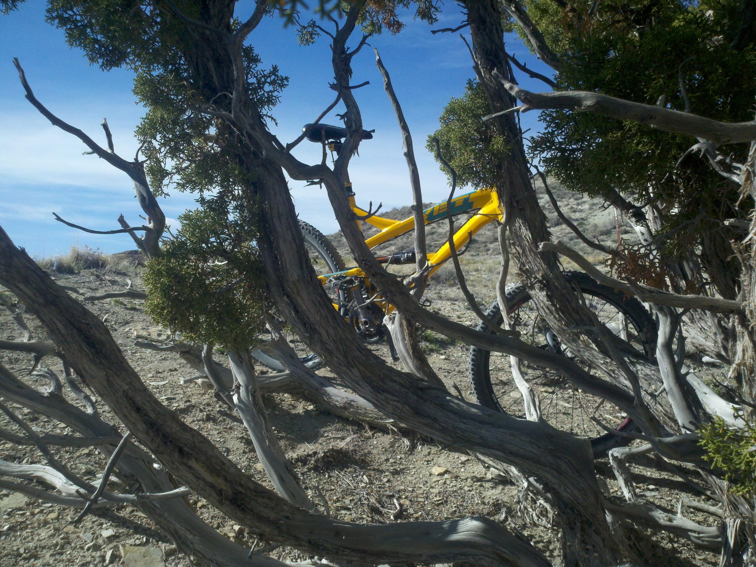 A bright yellow mountain bike partially obscured by twisted branches of a shrub in a rugged outdoor setting, with clear blue skies in the background. Brent & Mikes' Trail mountain bike trail.