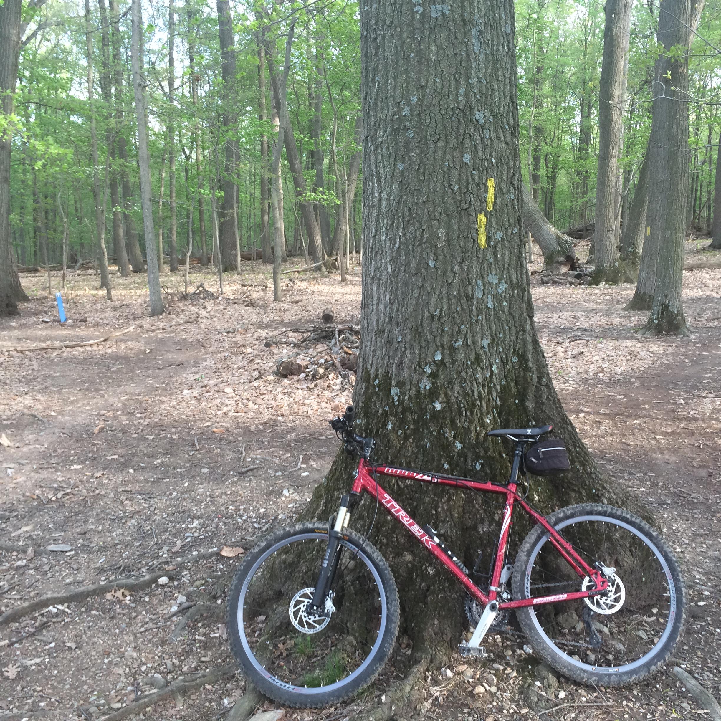 A red mountain bike resting against a large tree trunk in a forested area. The ground is covered with fallen leaves, and the scene features green foliage and a few distant trees. Schaeffer Farms mountain bike trail.