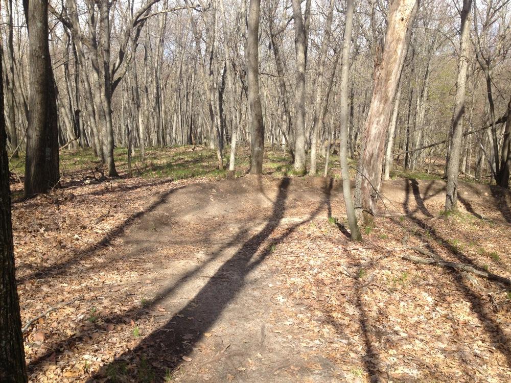A serene forest scene featuring bare trees and a dirt path covered with fallen leaves. Sunlight filters through the branches, casting shadows on the ground. The surrounding area is lush with green grass peeking through the leaf litter, creating a tranquil natural setting. Northwest Park mountain bike trail.
