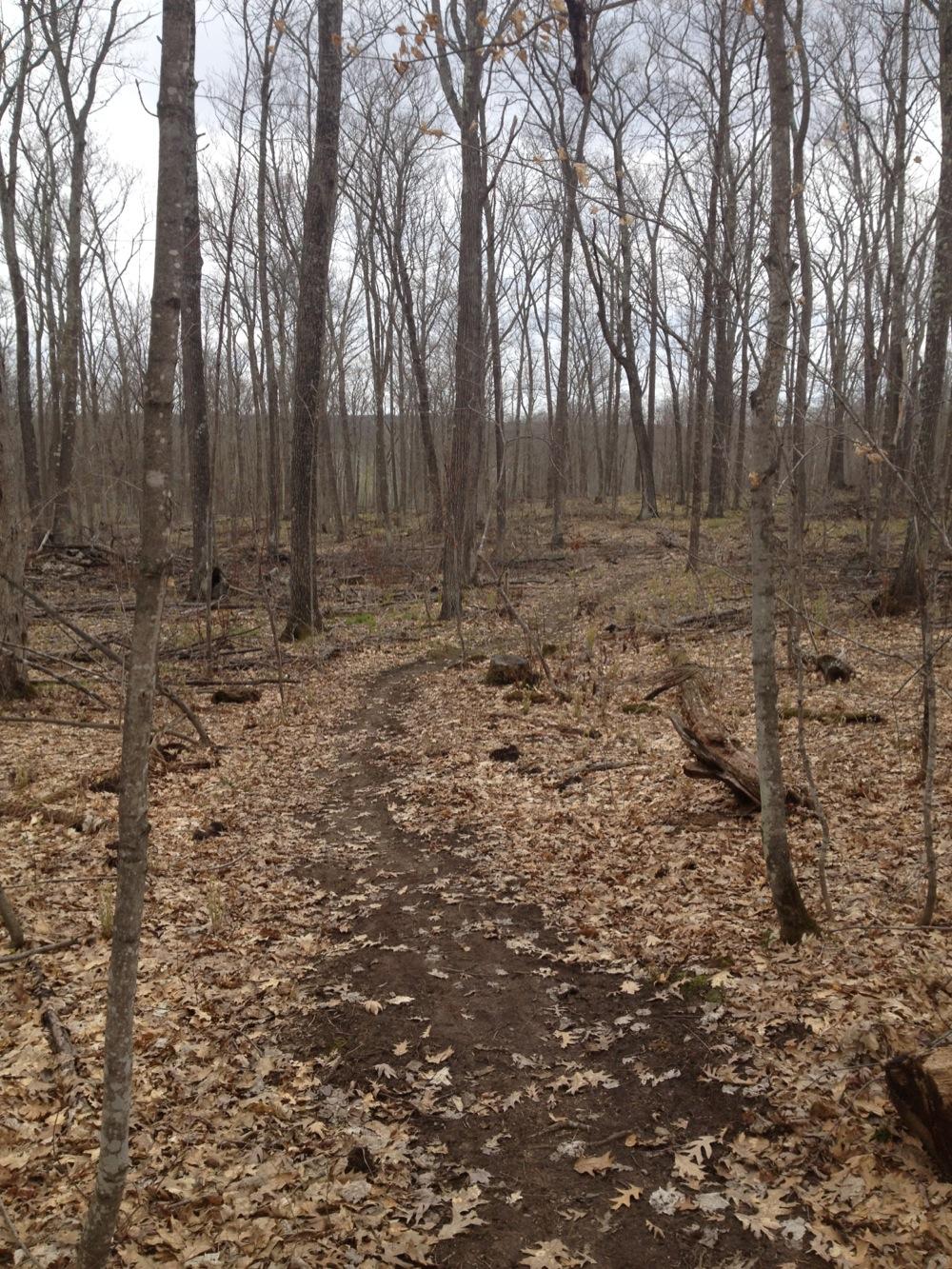 A winding dirt path through a sparse, leaf-covered forest during early spring. The trees are mostly bare, with a few remaining leaves clinging to some branches, under a cloudy sky. The scene conveys a tranquil, natural setting. Wildcat Trail mountain bike trail.