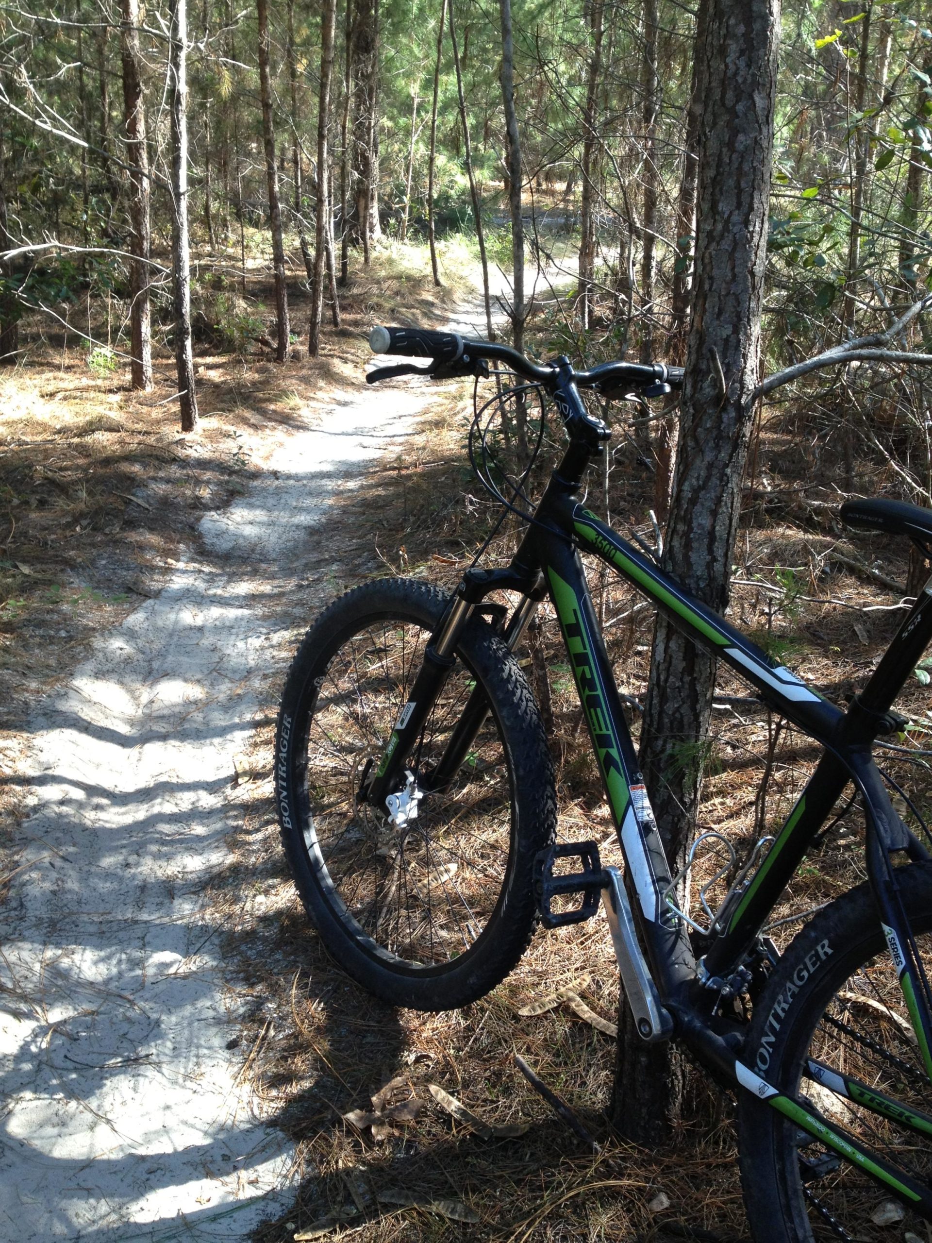 A mountain bike leaned against a tree on a dirt trail surrounded by tall pine trees, with sunlight filtering through the branches. The path winds through the forest, showcasing a mixture of soft dirt and fallen pine needles. Santos mountain bike trail.