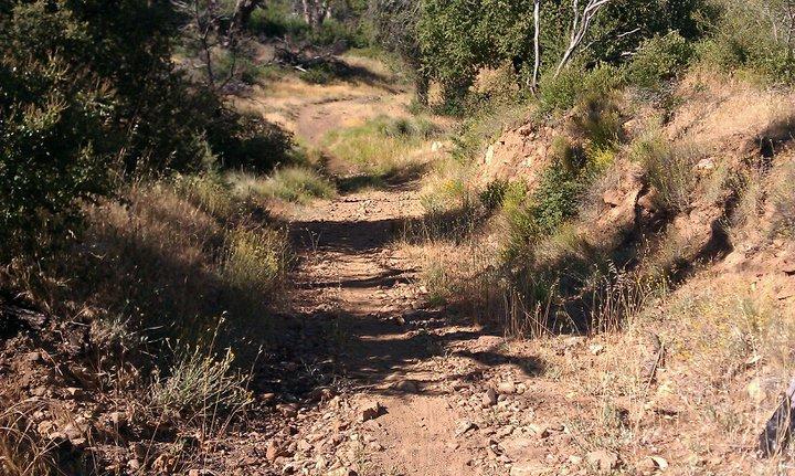 A narrow dirt path winding through a grassy landscape, surrounded by scattered rocks and patches of vegetation, with trees visible in the background. The scene is illuminated by sunlight, creating shadows along the trail. Cuyamaca Rancho State Park mountain bike trail.