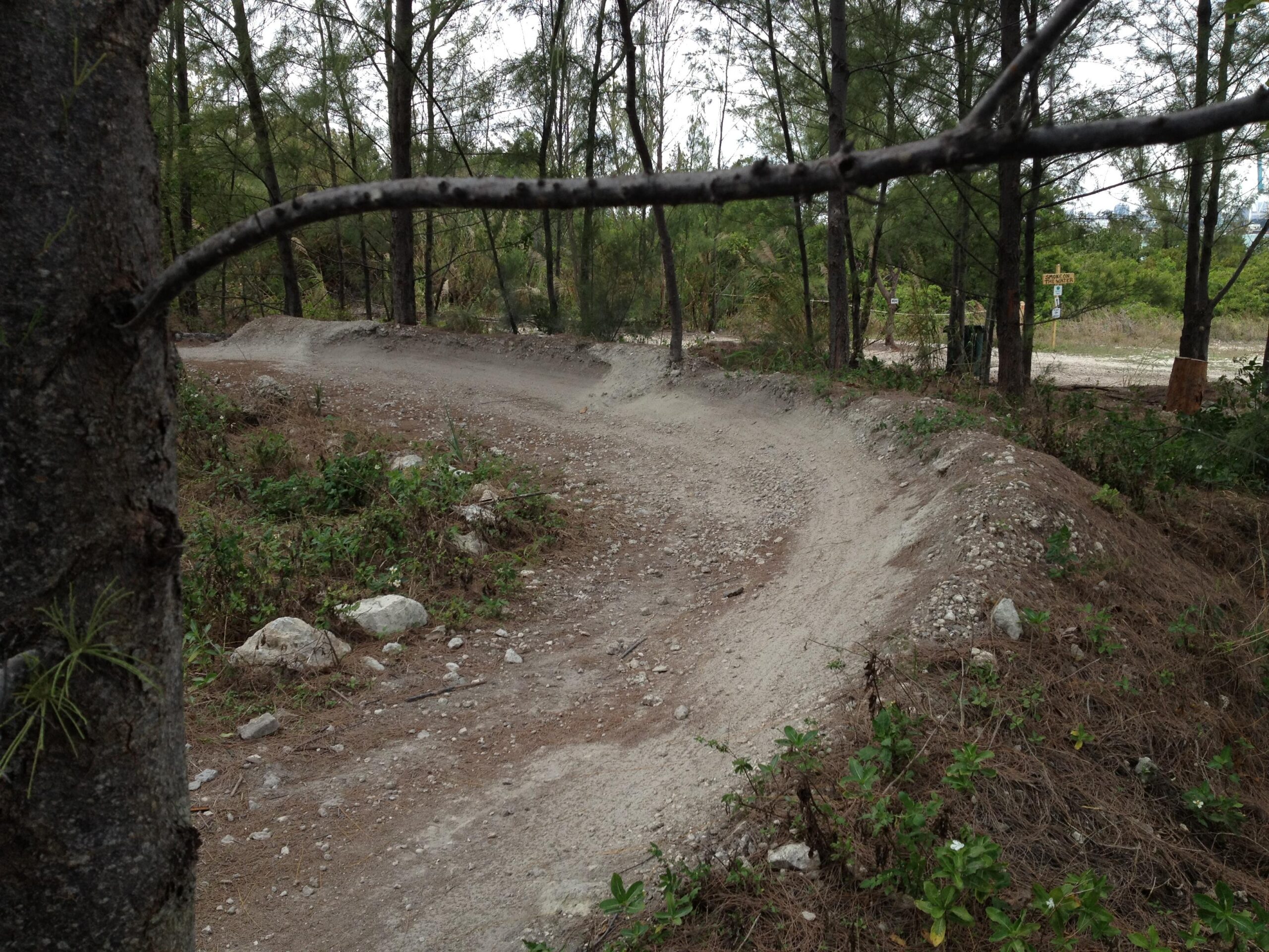 A dirt bike trail winding through a wooded area, lined with pine trees and patches of greenery, with a clear curve visible in the path. Virginia Key North Point mountain bike trail.