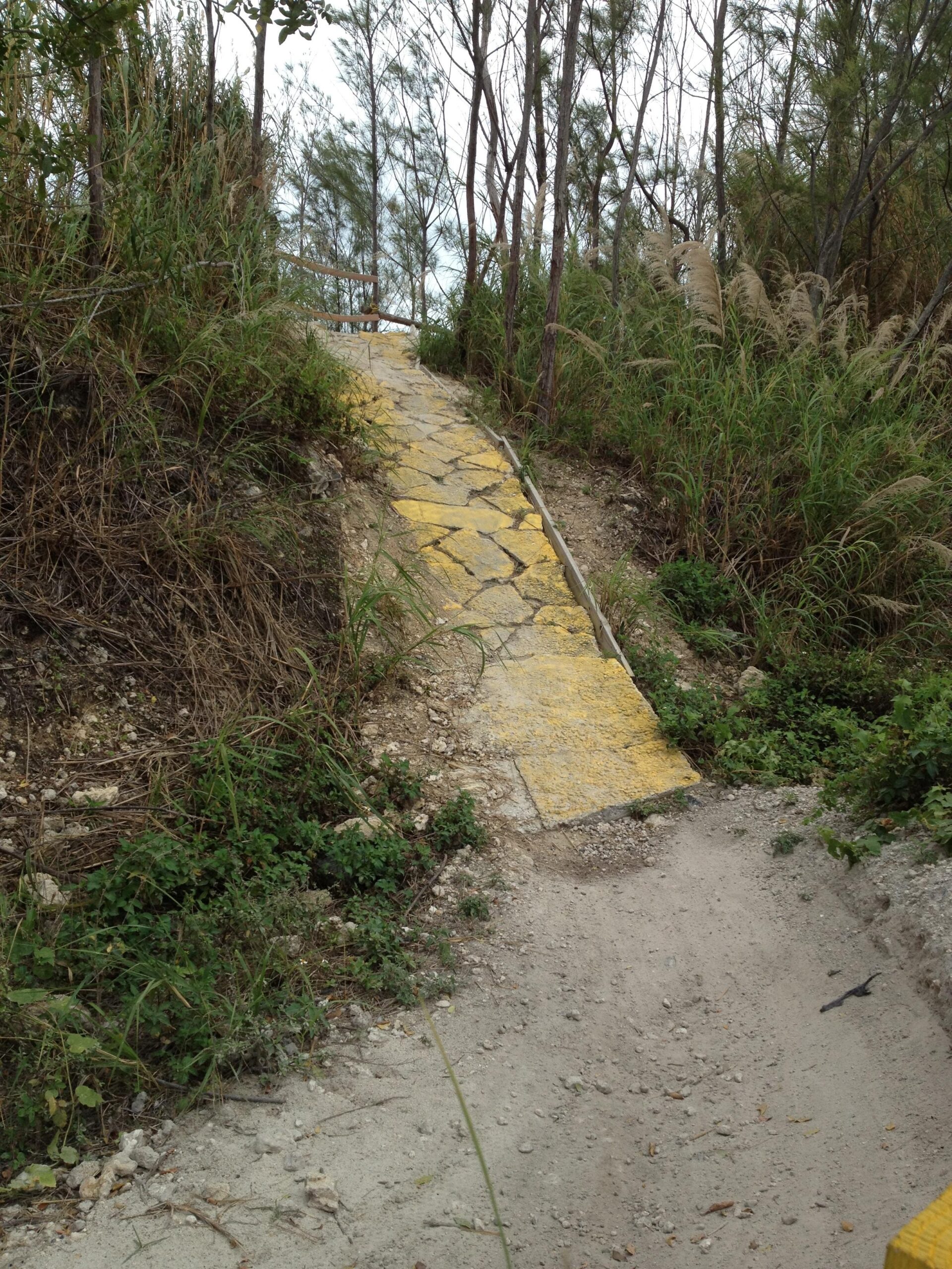 A narrow, winding path made of stone with a yellow painted surface, surrounded by tall grasses and bushes. The path leads upward through a natural setting, with trees visible in the background and a sandy area at the base. Virginia Key North Point mountain bike trail.