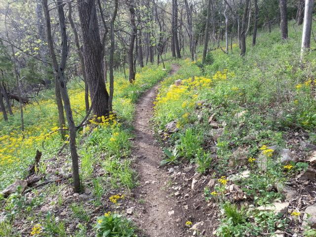 A winding dirt path leads through a lush forest, flanked by vibrant yellow wildflowers. Tall trees with green foliage create a serene, natural atmosphere, while the path meanders past rocky outcrops and patches of green grass. Shawnee Mission Park mountain bike trail.