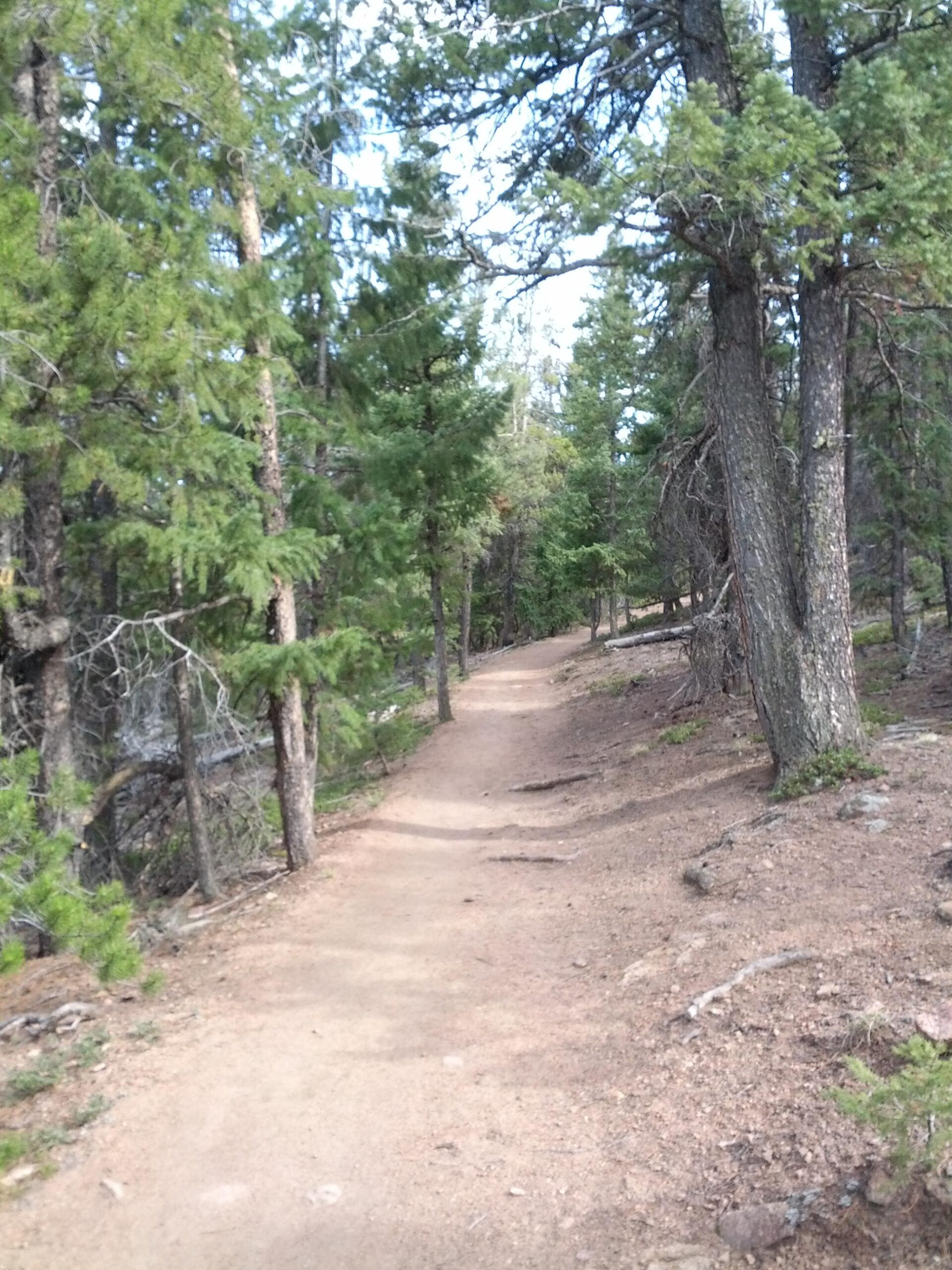 A winding dirt path through a dense forest, surrounded by tall green trees and soft sunlight filtering through the leaves. The pathway appears well-trodden, leading further into the woods. Flying J Ranch mountain bike trail.