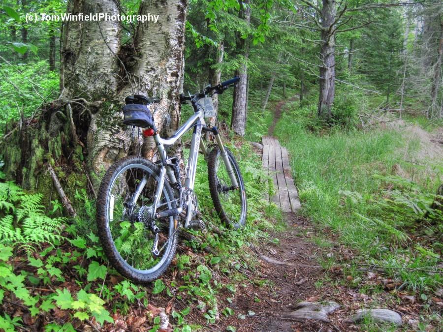 Trek Fuel EX 7: A mountain bike leaning against a large tree trunk, surrounded by lush greenery and ferns. A narrow dirt path with a wooden bridge leads off into the woods in the background.