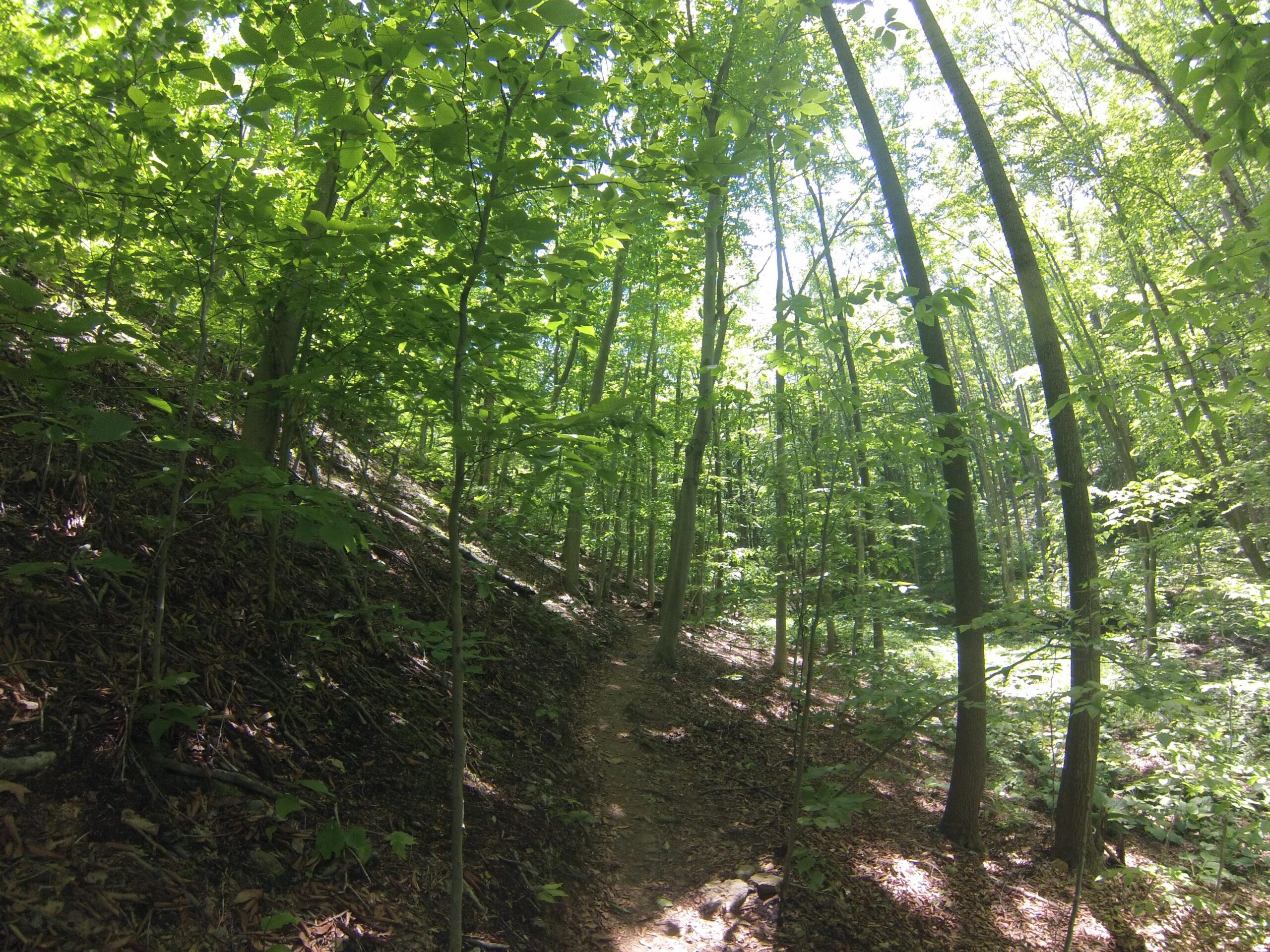 A lush, green forest scene featuring tall trees with bright leaves. The sunlight filters through the canopy, illuminating a winding dirt path surrounded by a rich layer of fallen leaves and undergrowth. The overall atmosphere is serene and inviting, suggesting a tranquil nature trail in a dense woodland. Lewis Morris mountain bike trail.
