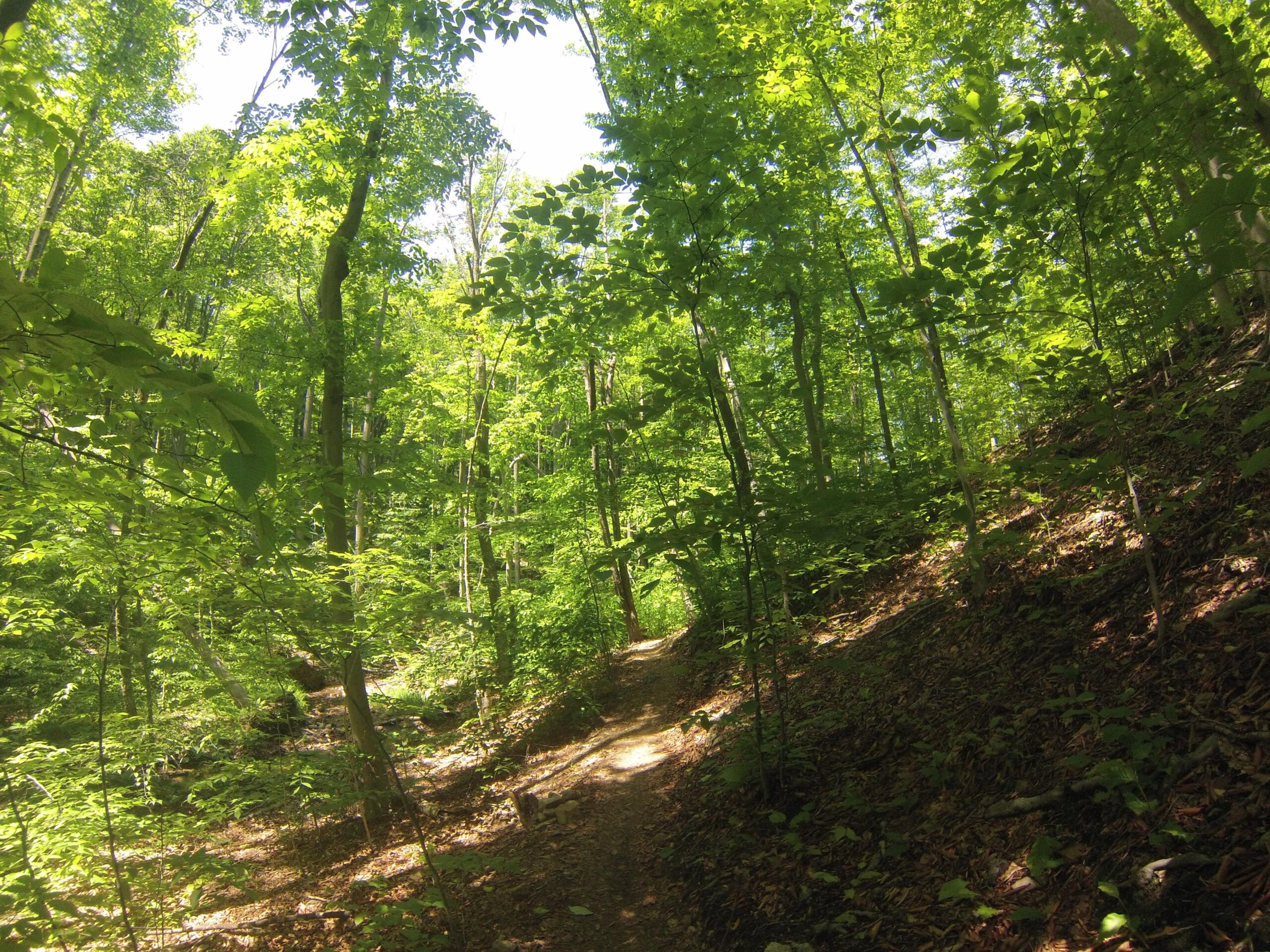 A sunlit forest pathway surrounded by lush green trees and foliage, with a winding dirt trail leading through the woods. The scene captures the vibrant colors of leaves, dappled sunlight, and natural textures of the forest floor. Lewis Morris mountain bike trail.
