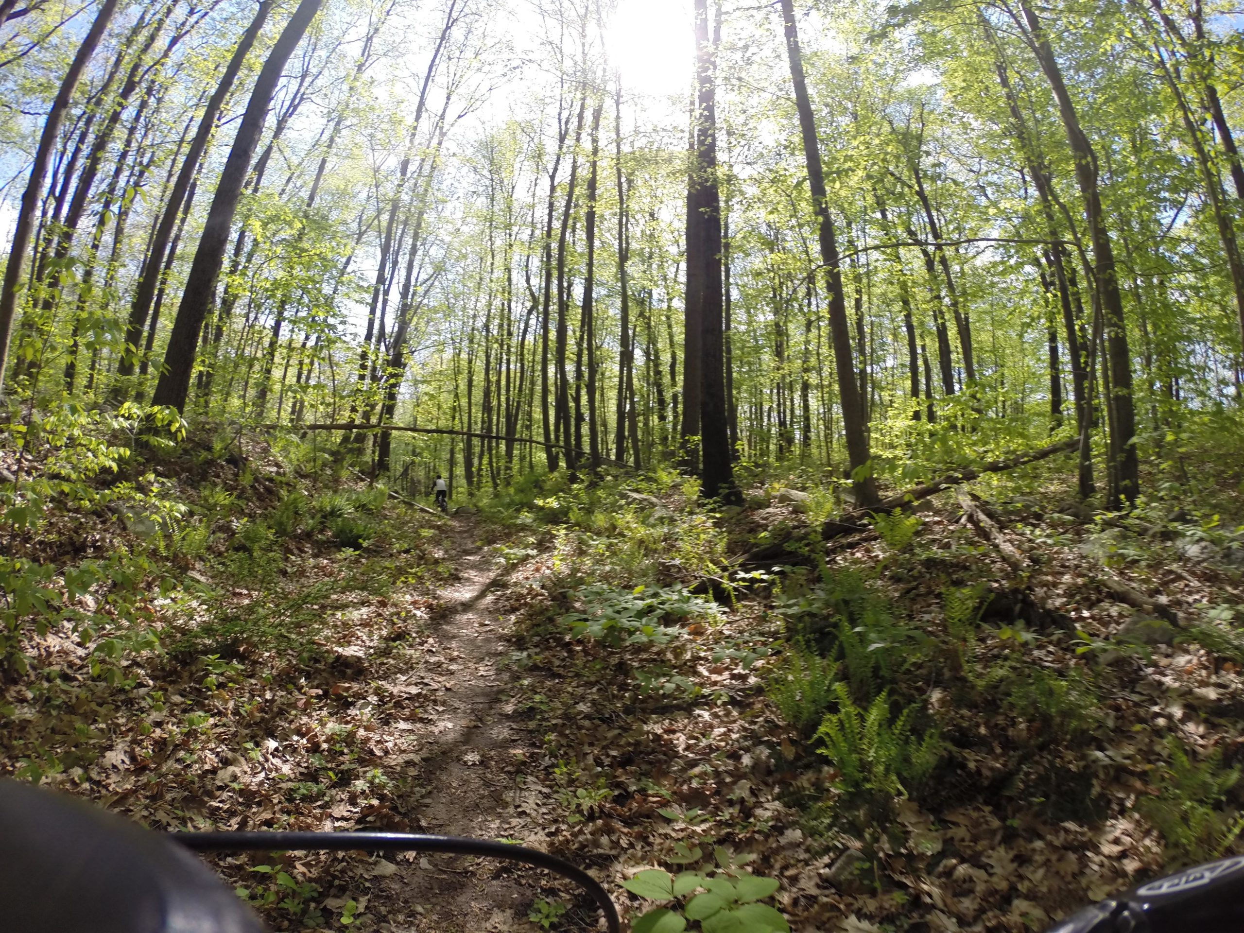 A forest trail surrounded by tall, green trees and vibrant foliage, with sunlight filtering through the leaves. A narrow dirt path winds through the scene, showcasing patches of sunlight and shadow. Foliage and leaves cover the ground, indicating a lush, natural environment. Allamuchy Mt. State Park: Deer Park mountain bike trail.