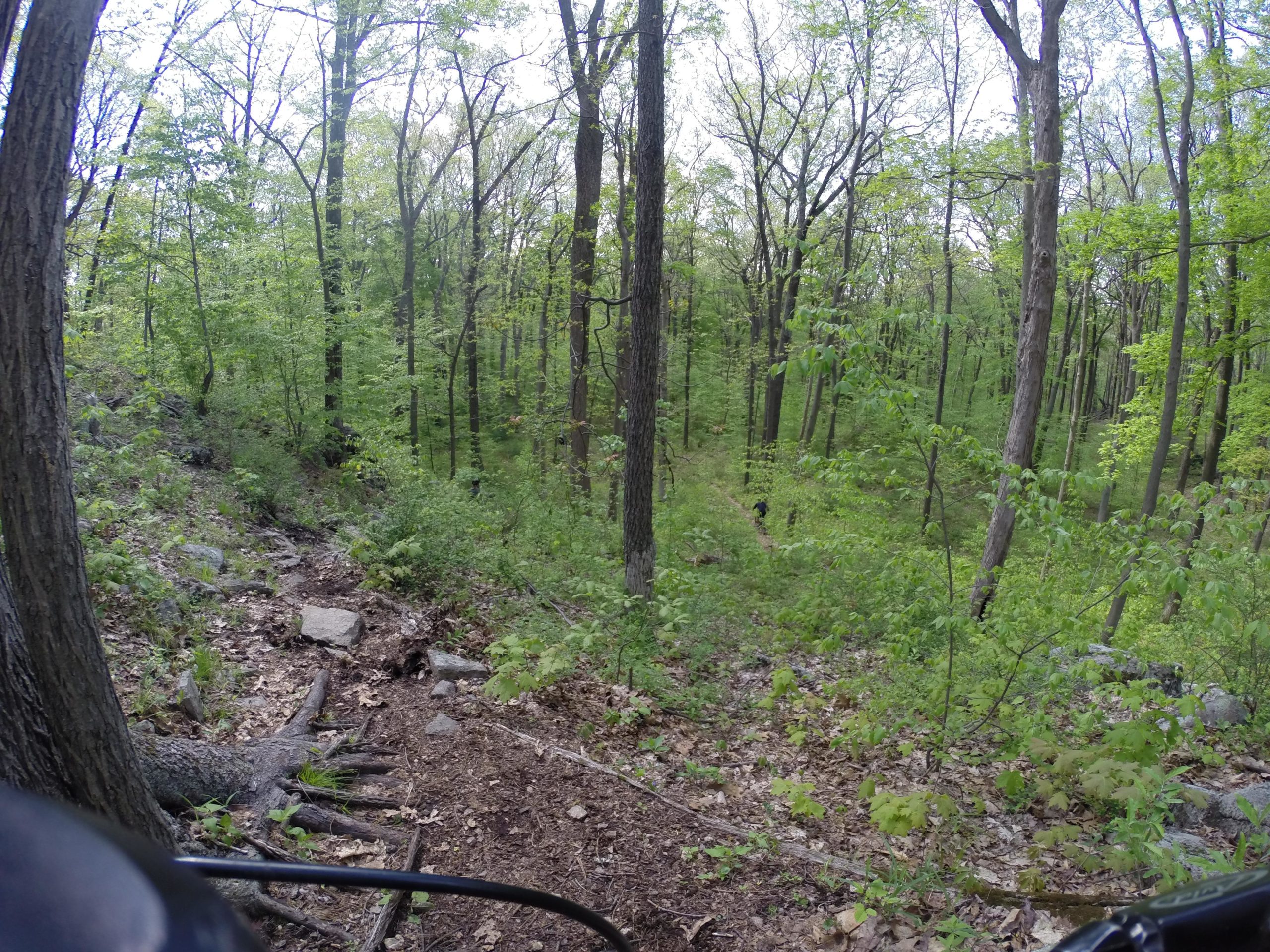 A wooded trail lined with trees and greenery, featuring a rocky path and visible tree roots. The scene is lush and vibrant, indicating a spring or summer environment. Allamuchy Mt. State Park: Deer Park mountain bike trail.