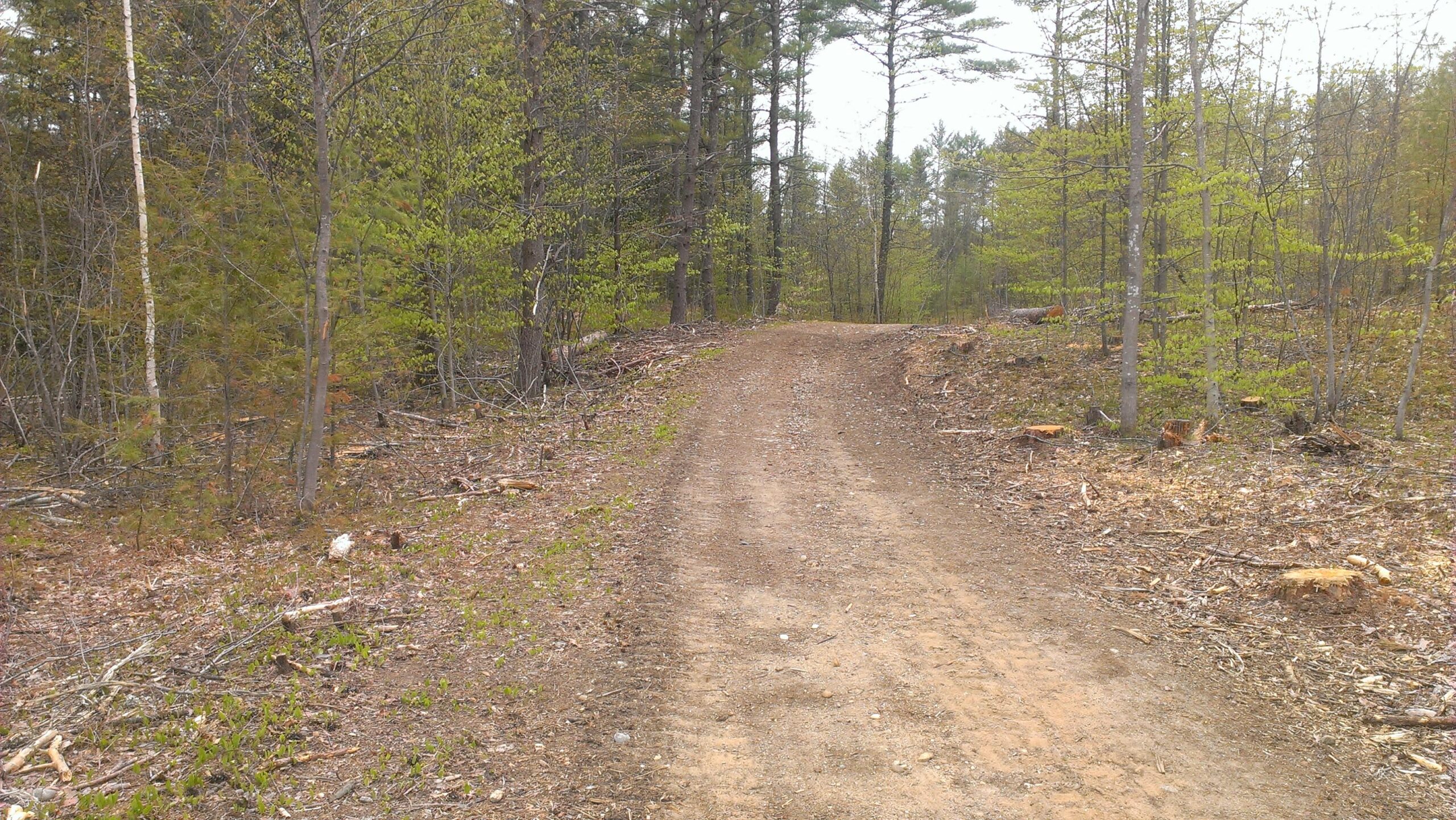 A dirt path winding through a forest, flanked by trees with budding green leaves and scattered logs. The ground is dry with some rocks, and the area shows signs of recent logging with cut tree stumps visible on the edges. Bear Brook mountain bike trail.