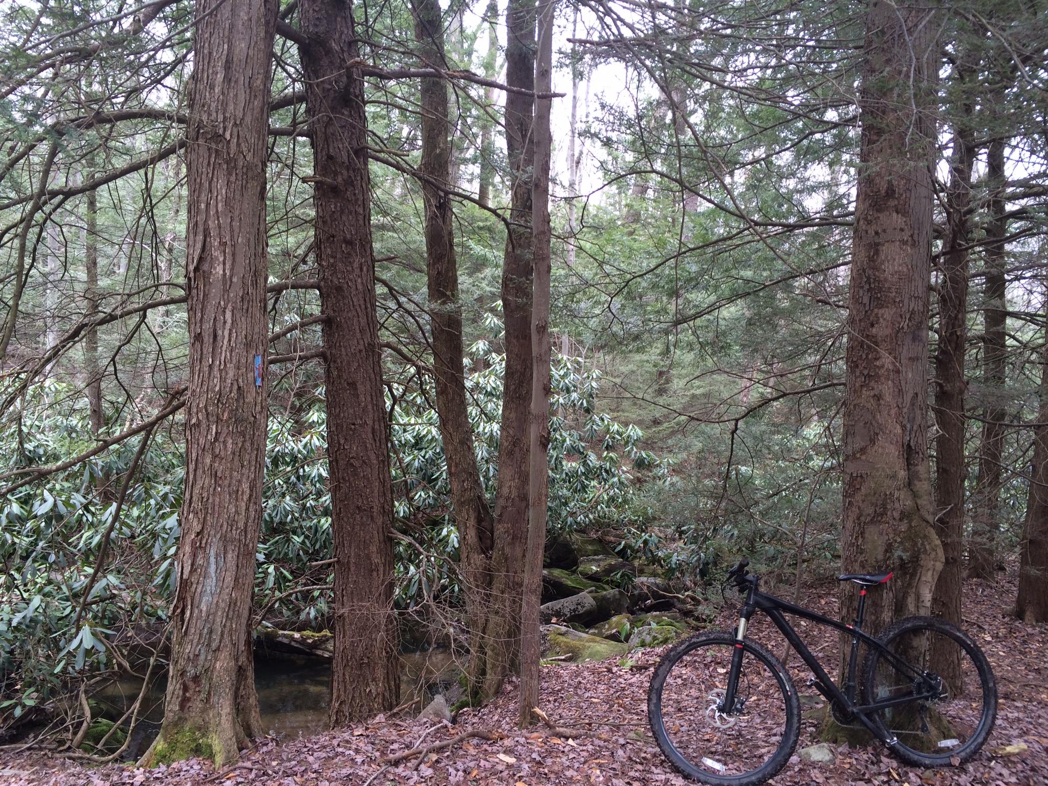 Specialized carve expert: A mountain bike leaning against two tall trees in a wooded area, surrounded by dense green foliage and a small stream visible in the background. The scene is serene and natural, showcasing the tranquility of the forest.