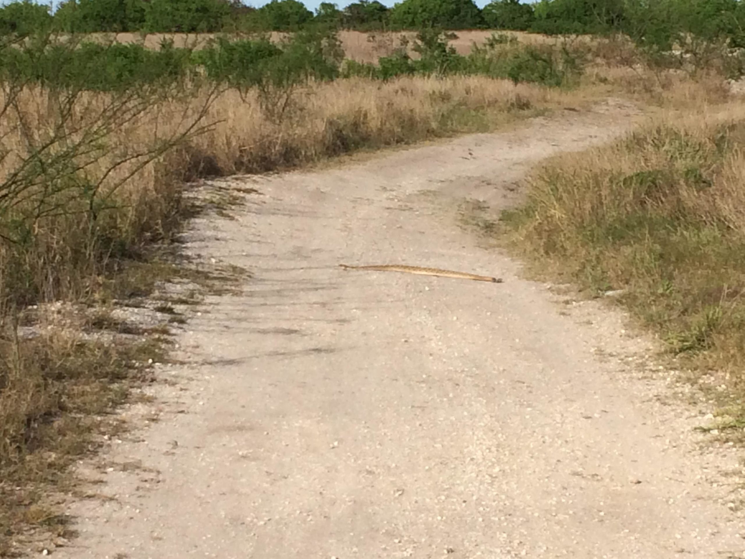 A dirt path winding through a grassy landscape, with a stick lying across the center of the trail. Sparse vegetation surrounds the path, and trees are visible in the background under a clear blue sky. Oso Creek Park mountain bike trail.