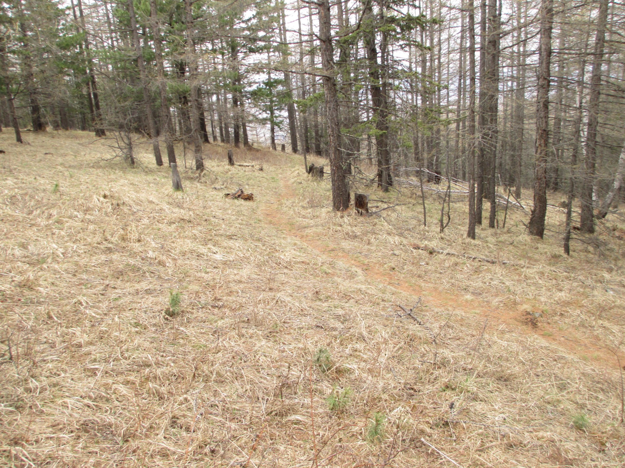 A forested area with tall trees and sparse underbrush, showing a dirt pathway winding through the landscape. The ground is covered with dry grass and scattered fallen branches, suggesting a transition from winter to spring. Zaisan Chutes mountain bike trail.