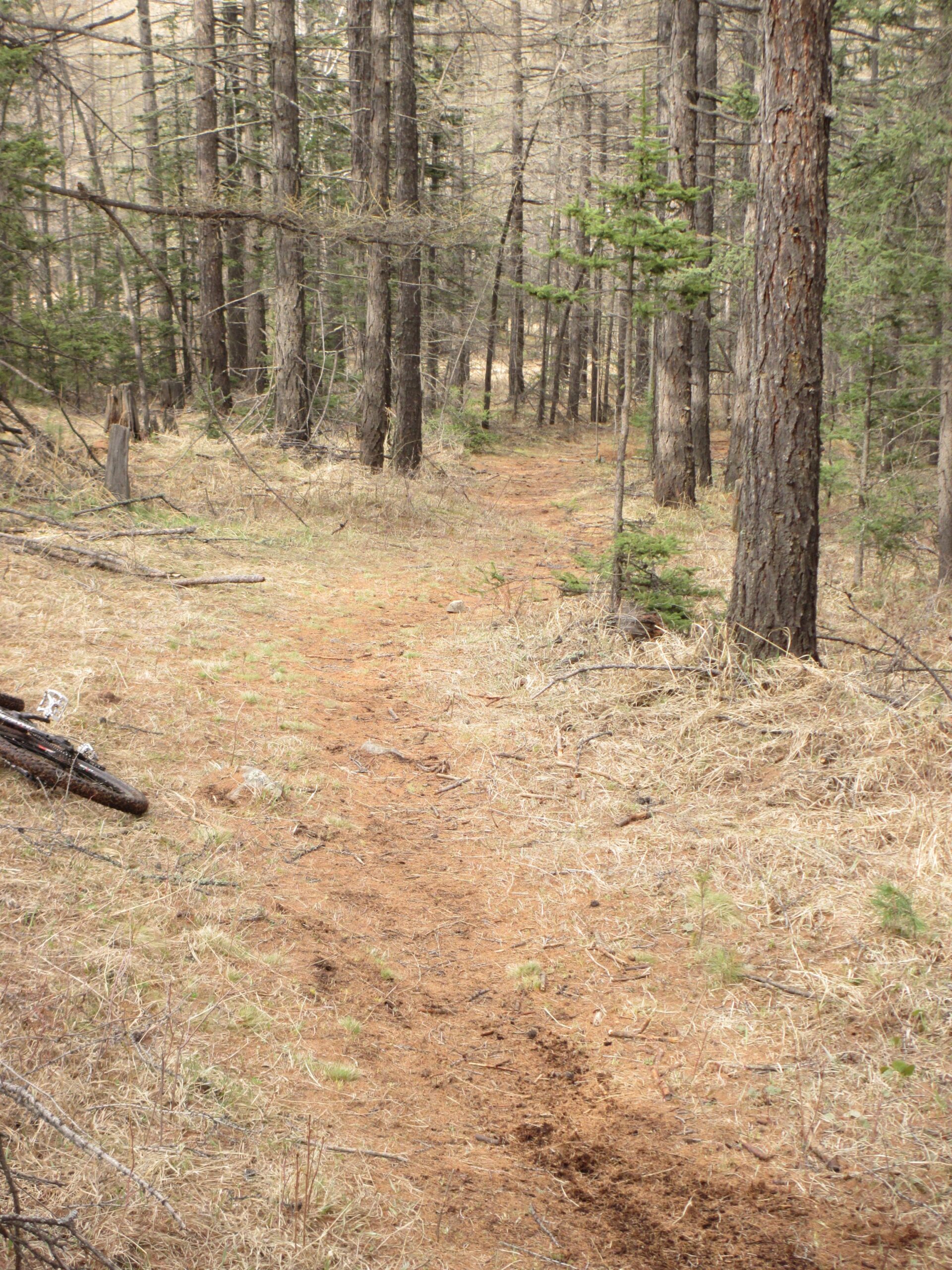 A winding dirt path through a forested area, flanked by tall trees and scattered patches of grass. A fallen bicycle lies on the ground to the left of the path, suggesting outdoor activity in a natural setting. Zaisan Chutes mountain bike trail.