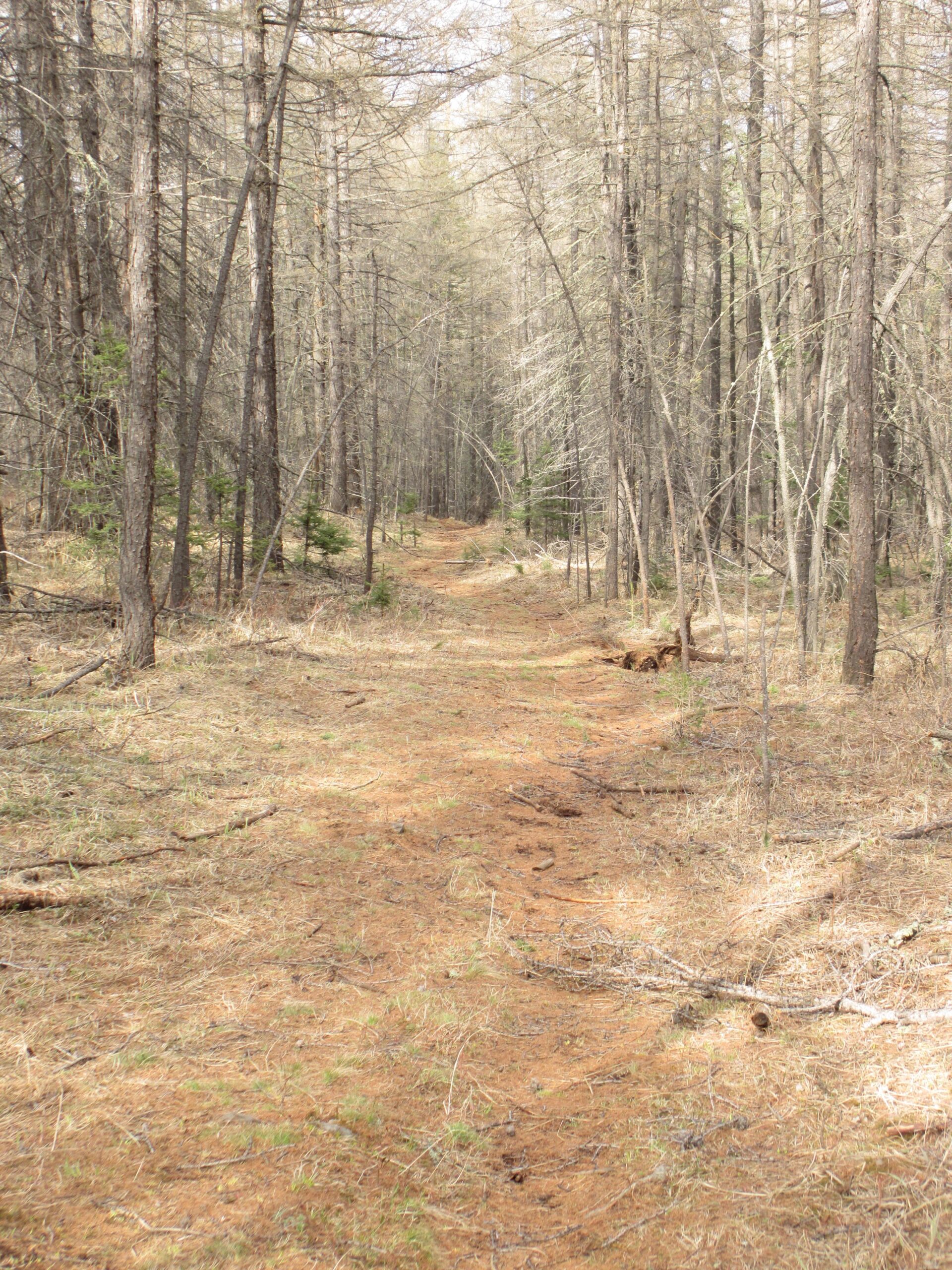 A narrow dirt path winding through a forest of tall, thin trees. The ground is covered in dry leaves and pine needles, with patches of grass peeking through. The scene is illuminated by soft, natural light, suggesting a calm and quiet atmosphere in the woods. Zaisan Chutes mountain bike trail.