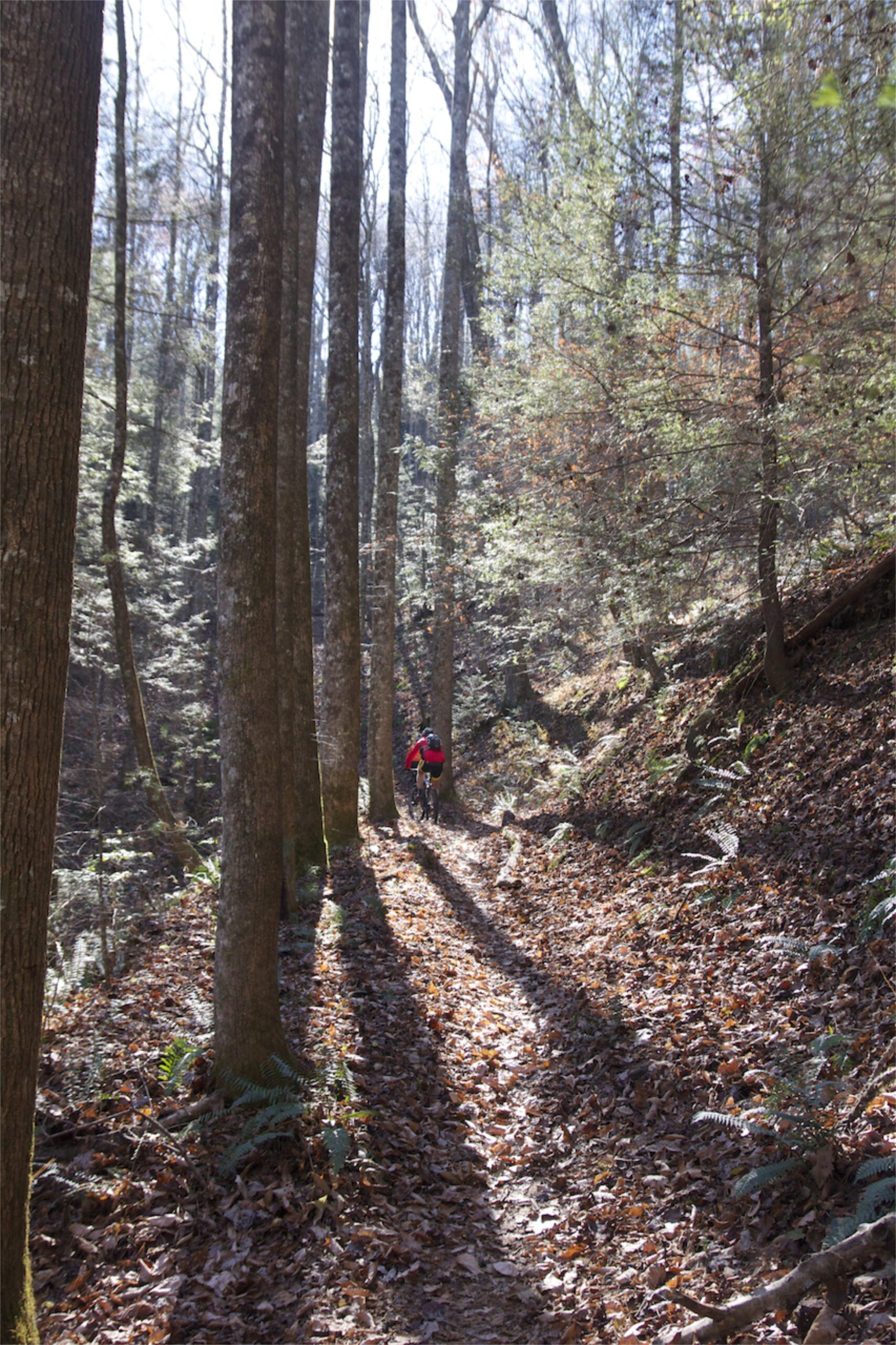 A person riding a bicycle on a leaf-covered trail surrounded by tall trees in a sunlit forest. Pinhoti Trail: P1 / Bear Creek Pinhoti mountain bike trail.