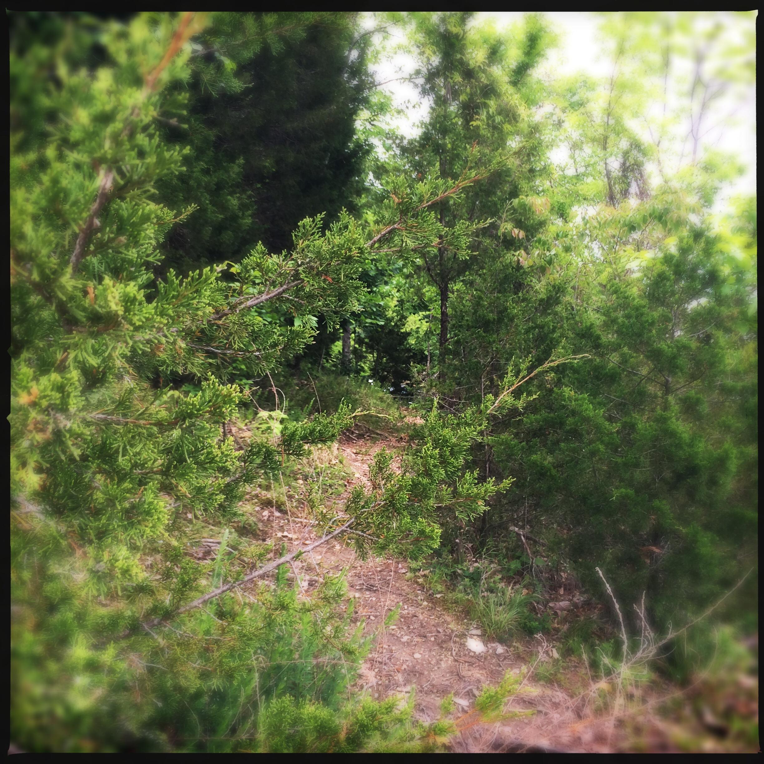 A narrow, winding dirt path through a lush green wooded area, bordered by various shrubs and trees. The scene captures a serene natural landscape with soft lighting filtering through the foliage. Green River mountain bike trail.