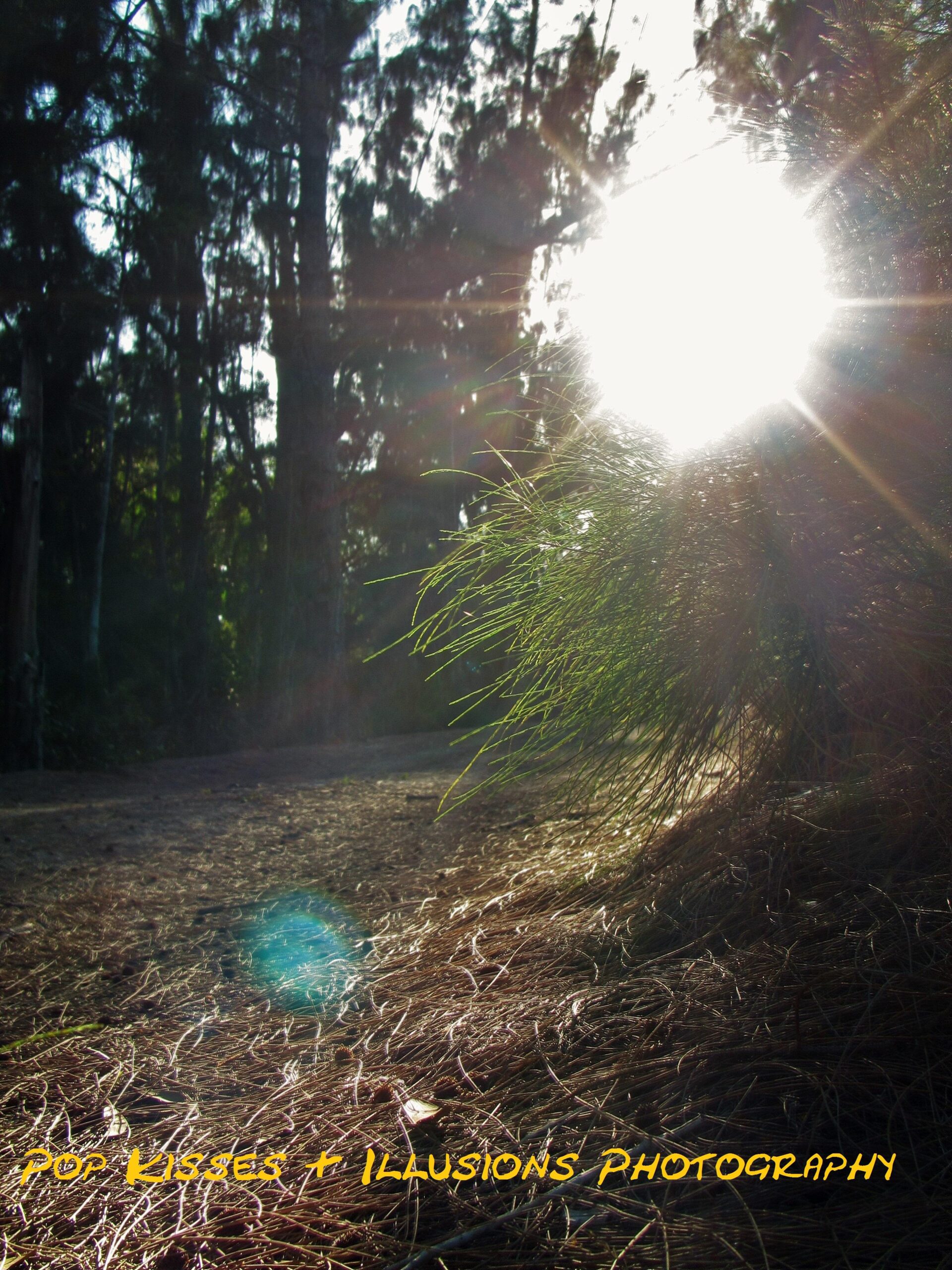 A bright sun peeks through tall trees, casting rays of light over a forest floor covered in pine needles and grass. The foreground features vibrant green grass, while the background shows a blur of tree silhouettes against a light-filled sky. Apoxee Park mountain bike trail.