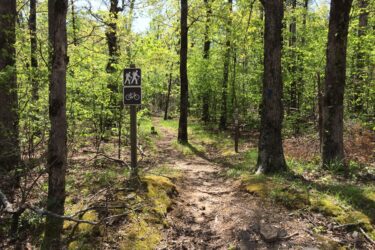 A scenic forest trail marked with signs indicating paths for hikers and cyclists. Lush green trees surround the dirt path, which is lined with moss and natural debris. Sunlight filters through the leaves, creating a vibrant and inviting outdoor atmosphere. Ouachita Trail: Foran Gap mountain bike trail.