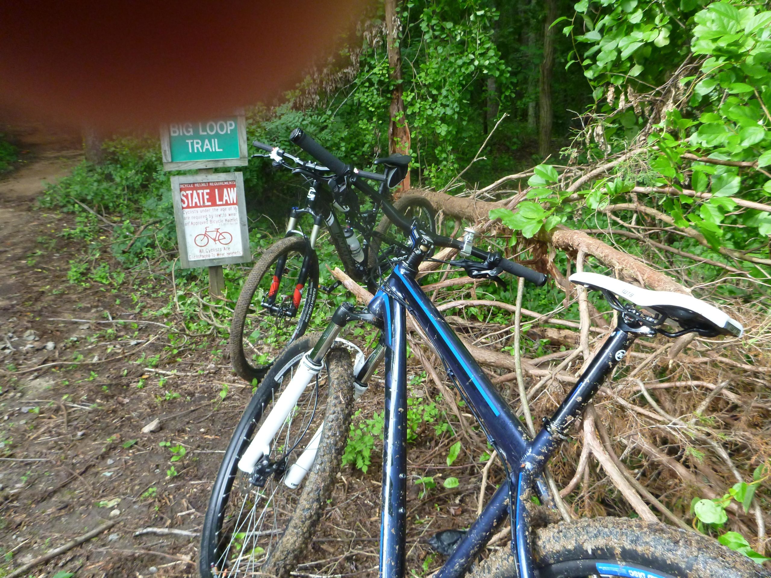 Two mountain bikes are parked next to a sign for the Big Loop Trail, surrounded by trees and foliage. A fallen tree branch is visible in the foreground, partially obstructing the bikes. The sign includes information about state laws related to biking. Big Loop mountain bike trail.