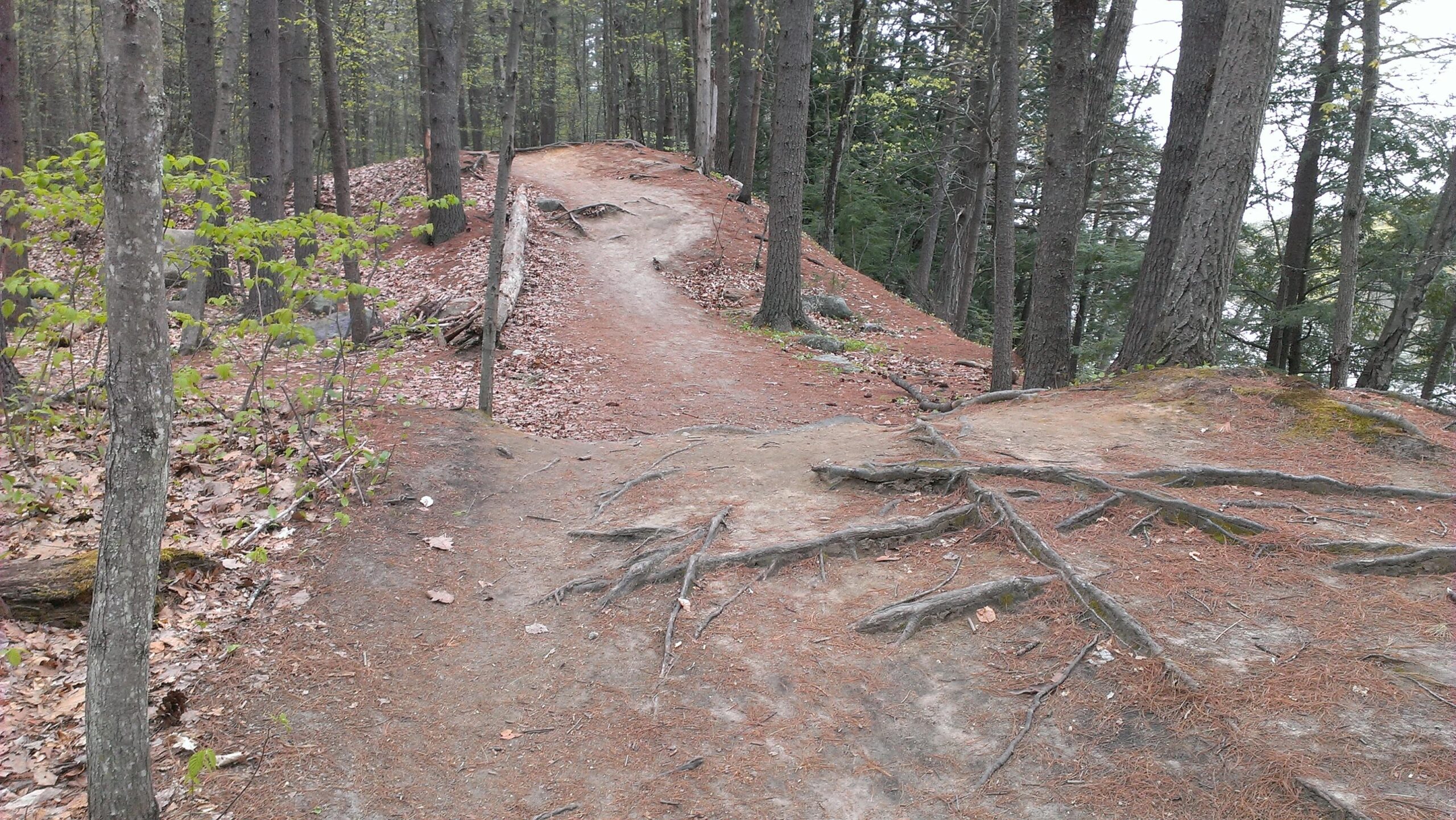 A dirt walking trail winding through a forest, surrounded by tall trees and scattered leaves. The path is marked by exposed roots and a gentle incline, leading into a wooded area with varying shades of green foliage. Sewalls Falls Rec Area mountain bike trail.