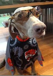 A playful dog wearing glasses and a colorful superhero-themed cape, standing on a wooden floor.
