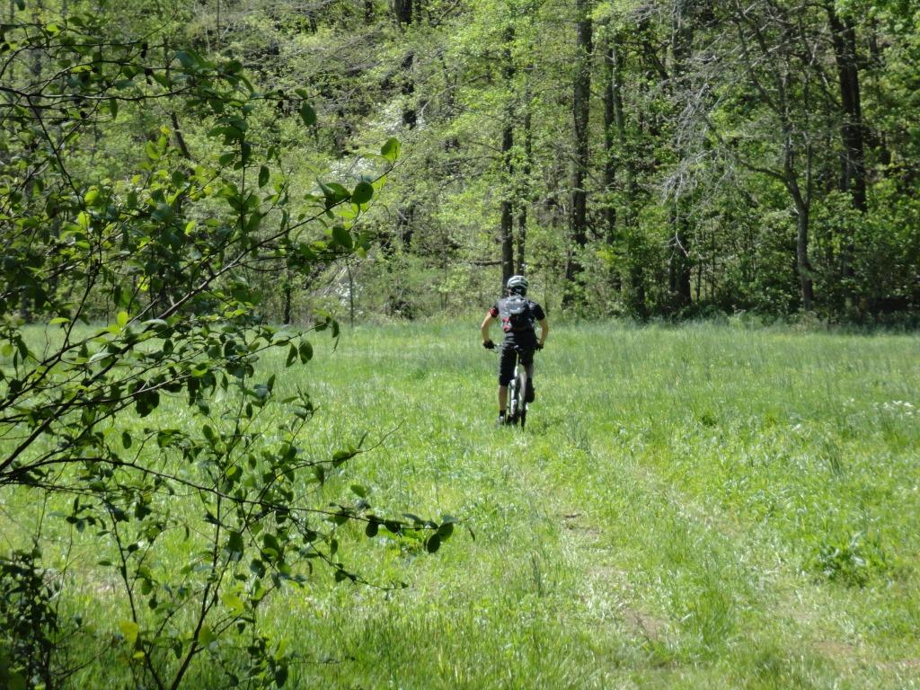 A person riding a mountain bike along a grassy path in a lush green forest. The scene is filled with vibrant foliage and sunlight peeking through the trees. Pinhoti: P4 and P5 mountain bike trail.