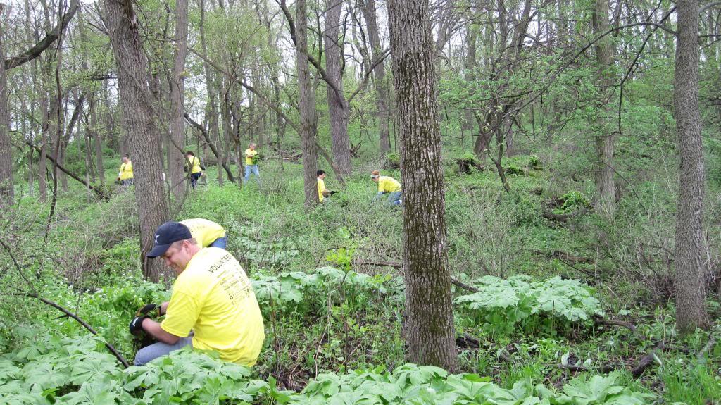 A group of volunteers wearing yellow t-shirts is working in a forested area, engaged in removing invasive plants. In the foreground, a man is crouching while using gardening tools, surrounded by greenery. In the background, several other volunteers are visible, actively participating in the effort among the trees and underbrush. The scene is set in a lush, green environment during the spring.