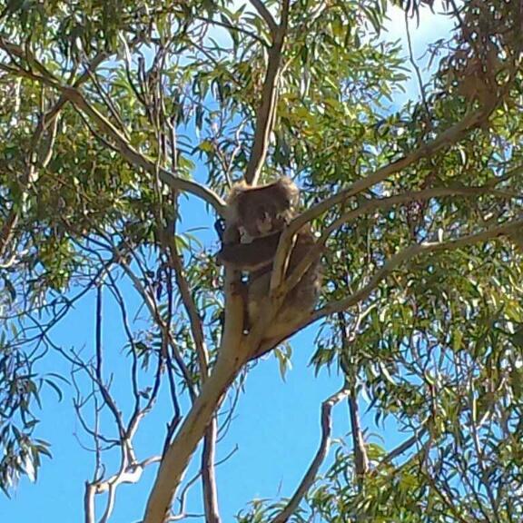 A koala sitting on a branch in a eucalyptus tree, surrounded by green leaves and a clear blue sky. Wine Shanty mountain bike trail.