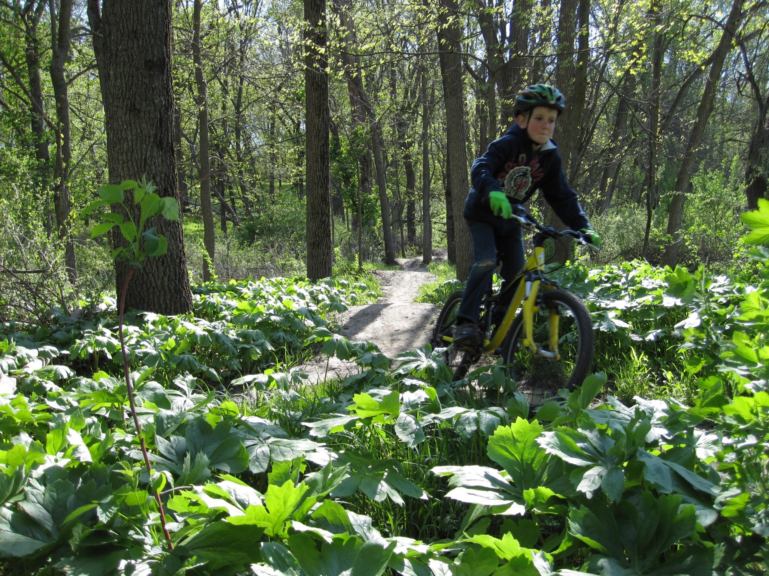 A young boy riding a yellow mountain bike along a dirt path in a lush green forest. Sunlight filters through the trees, illuminating the vibrant foliage and undergrowth. The boy is wearing a helmet, a dark jacket, and green gloves as he navigates through the thick leaves.