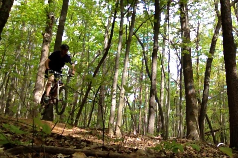 A person riding a mountain bike is jumping over a small obstacle on a forest trail, surrounded by tall trees and green foliage. Sunlight filters through the leaves, creating a vibrant, natural setting. Country Park mountain bike trail.