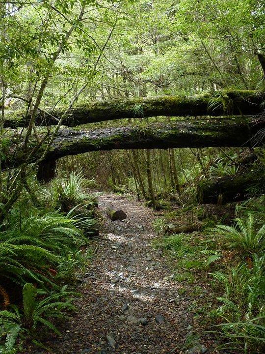 A lush, green forest scene featuring a narrow path winding through dense vegetation. Two large, fallen trees create an arch over the path, while ferns and small rocks line the trail, surrounded by a variety of trees and foliage in vibrant shades of green. Pillars of Hercules mountain bike trail.