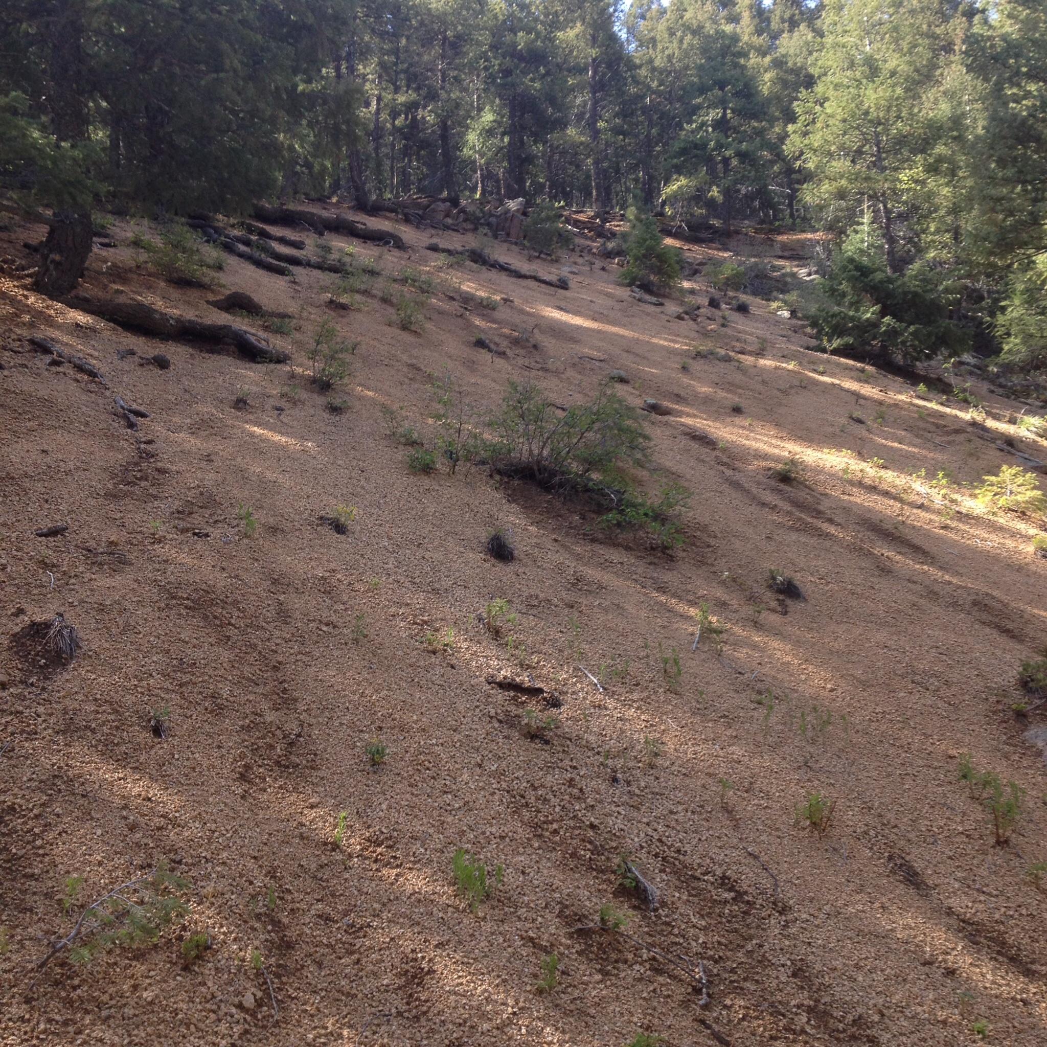 A sloping forest floor covered with brownish sand, small patches of green plants, and scattered fallen tree limbs, surrounded by tall trees in a wooded area. Palmer Trail / Section 16 mountain bike trail.