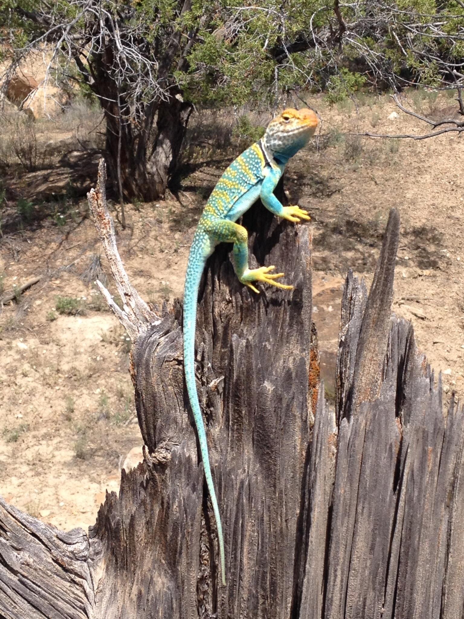 A brightly colored lizard with blue and green scales is perched on a weathered wooden stump, surrounded by a dry, arid landscape. In the background, sparse vegetation and a distant tree are visible under a clear sky. Prime Cut mountain bike trail.