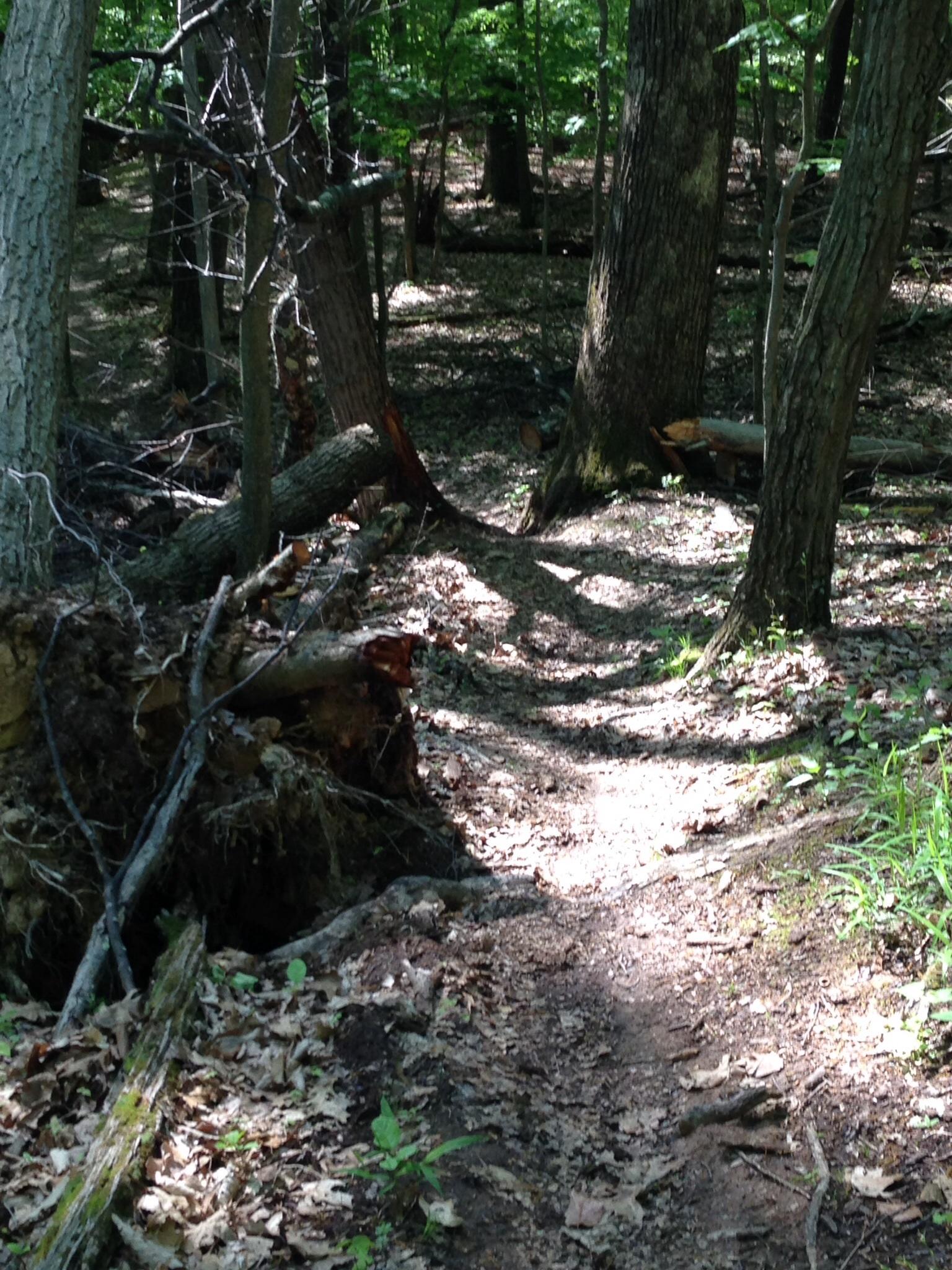 A narrow dirt path winding through a lush green forest, surrounded by tall trees and scattered fallen leaves. Sunlight filters through the canopy, creating dappled shadows on the trail. Mountwood mountain bike trail.