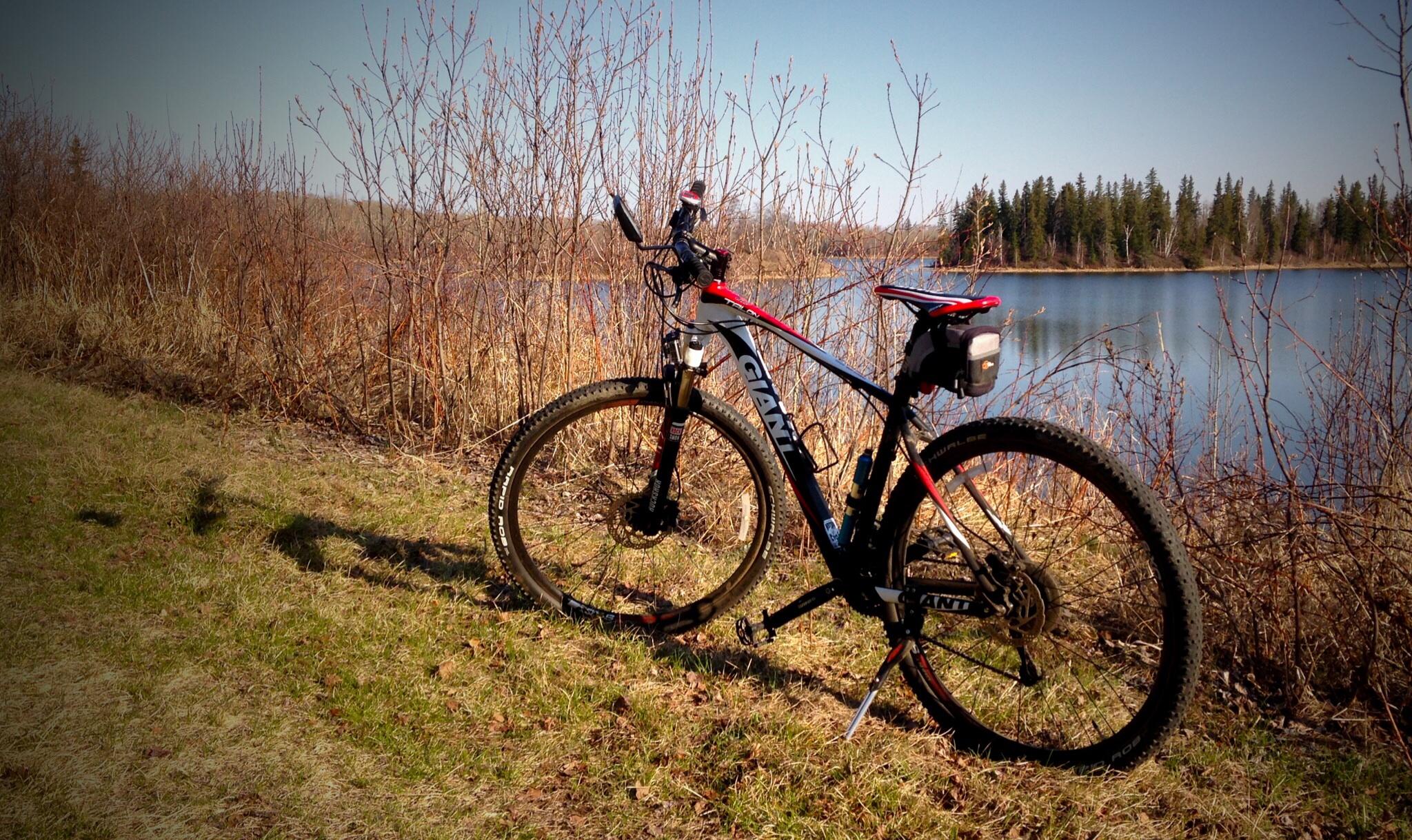 Giant Talon 29er: A mountain bike leaning against a bush by a lake, with a clear blue sky in the background. The bike has a sporty design with red and black colors, and is positioned on a patch of grass next to the water.