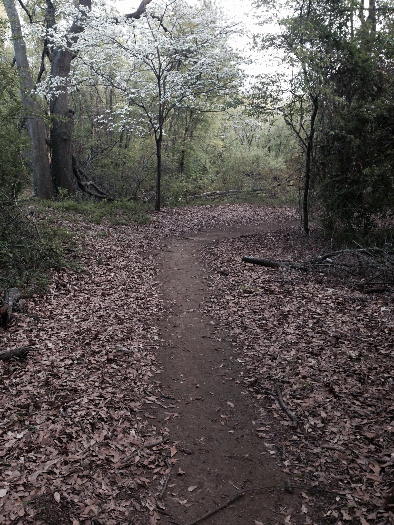 A winding dirt path through a forest, surrounded by trees and scattered with fallen leaves. The scene features a flowering tree with white blossoms, indicating springtime, amidst lush green vegetation. The atmosphere is serene and natural, inviting exploration. Spadra Creek Nature Trail mountain bike trail.