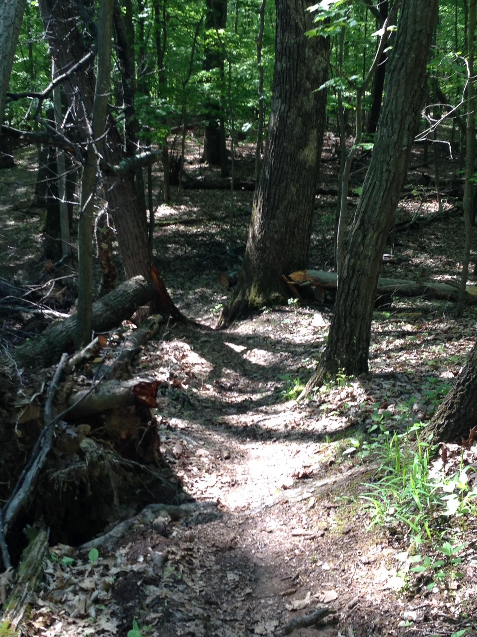 A winding dirt path through a lush green forest, flanked by tall trees. Sunlight filters through the leaves, creating dappled shadows on the ground covered with fallen leaves and small plants. Mountwood mountain bike trail.