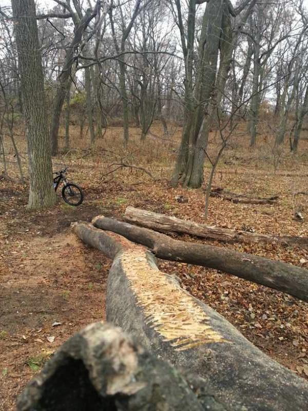 A forest scene featuring several fallen logs on the forest floor, with scattered leaves. In the background, there is a mountain bike leaning against a tree, surrounded by bare trees. The atmosphere suggests an autumn or early winter setting. Beverly Park mountain bike trail.