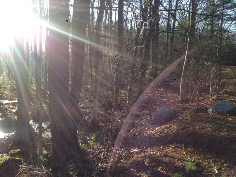 A forest scene with sunlight streaming through the trees, creating rays of light. The ground is covered with brown leaves and some small rocks are visible among the vegetative undergrowth. Harold Parker State Forest mountain bike trail.