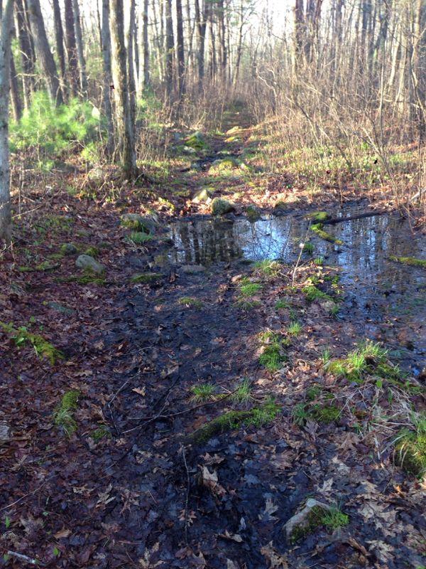 A muddy trail in a forest setting, surrounded by trees and underbrush. The path is partially covered with water and rocks, with patches of green grass and fallen leaves scattered along the ground. Sunlight filters through the trees, illuminating the wet terrain. Harold Parker State Forest mountain bike trail.