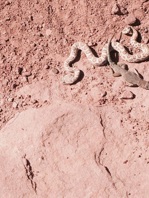 A snake and a lizard are seen on textured, reddish-brown soil. The snake is coiled and patterned, while the lizard is partially visible near the snake. Dead Horse Point State Park mountain bike trail.